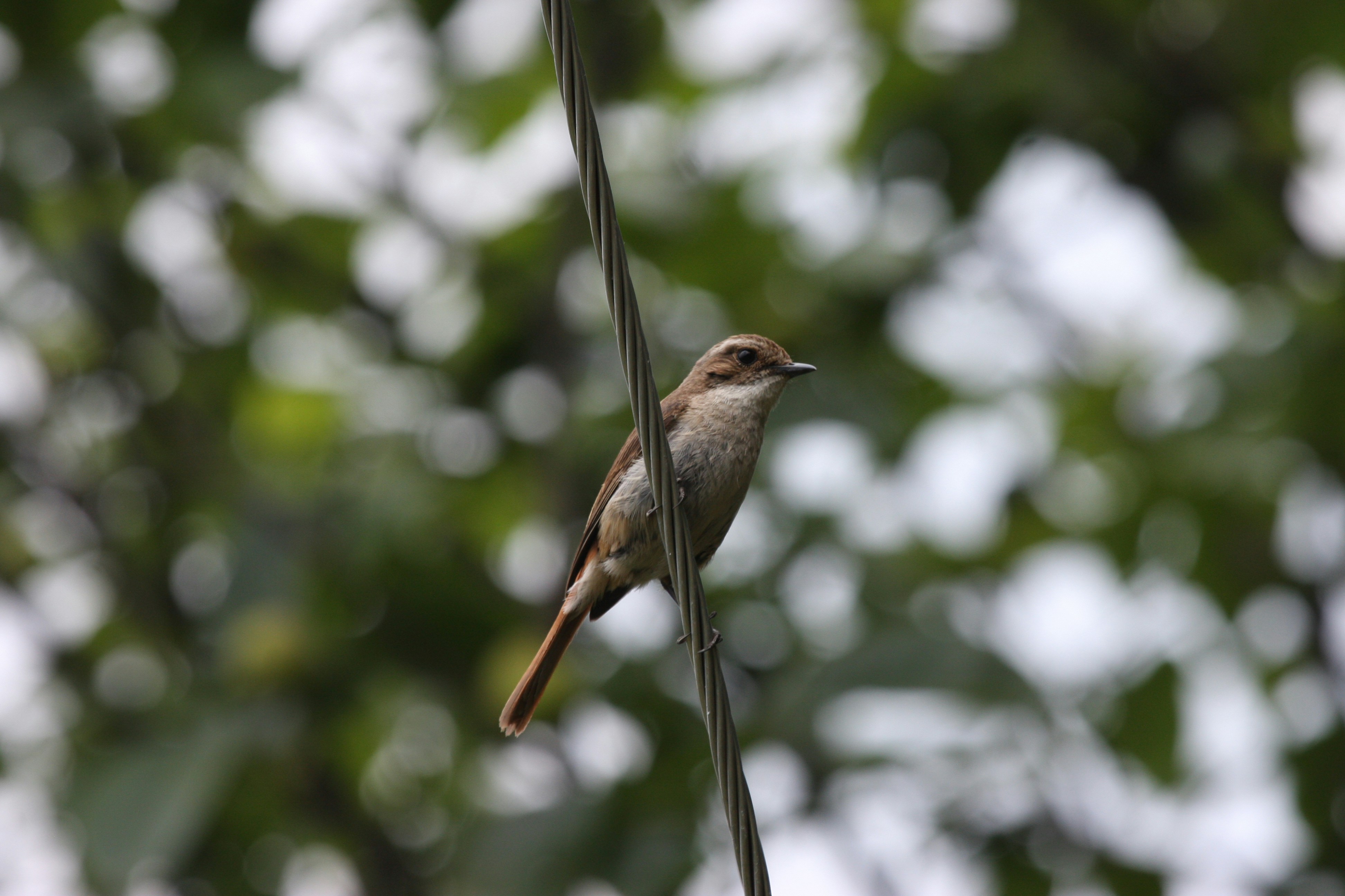 Photo by suyashbatra