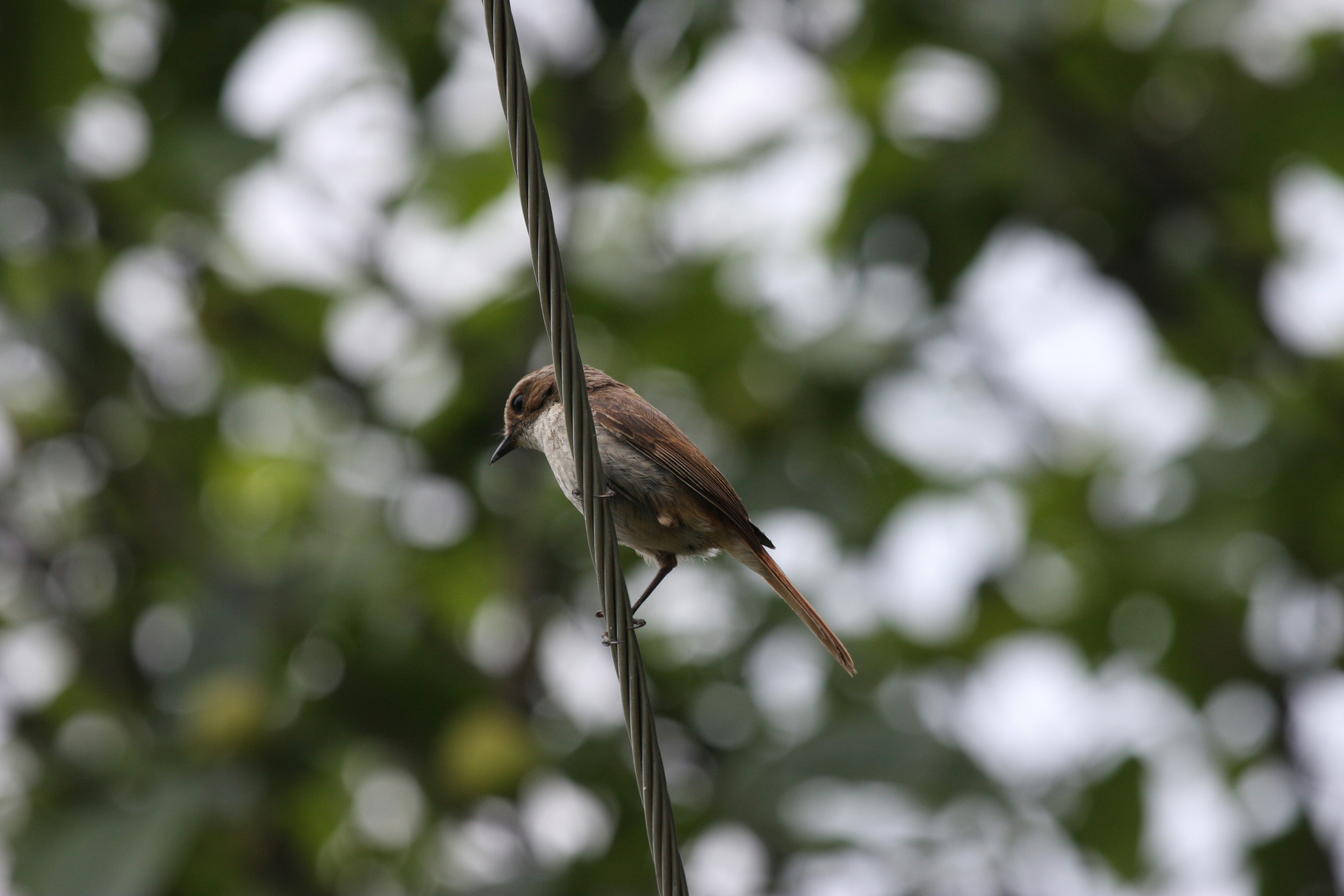 Photo by suyashbatra