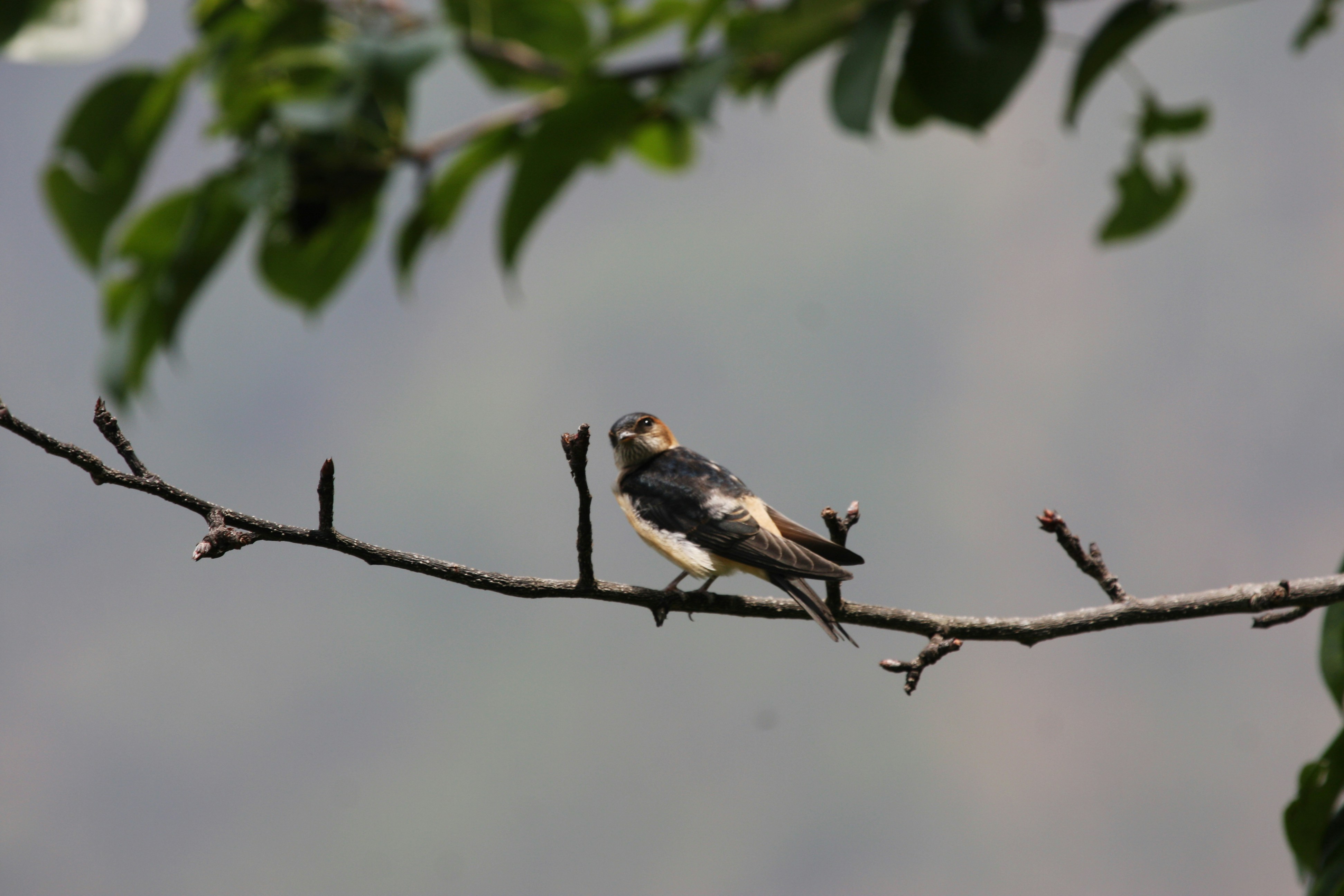 Photo by suyashbatra