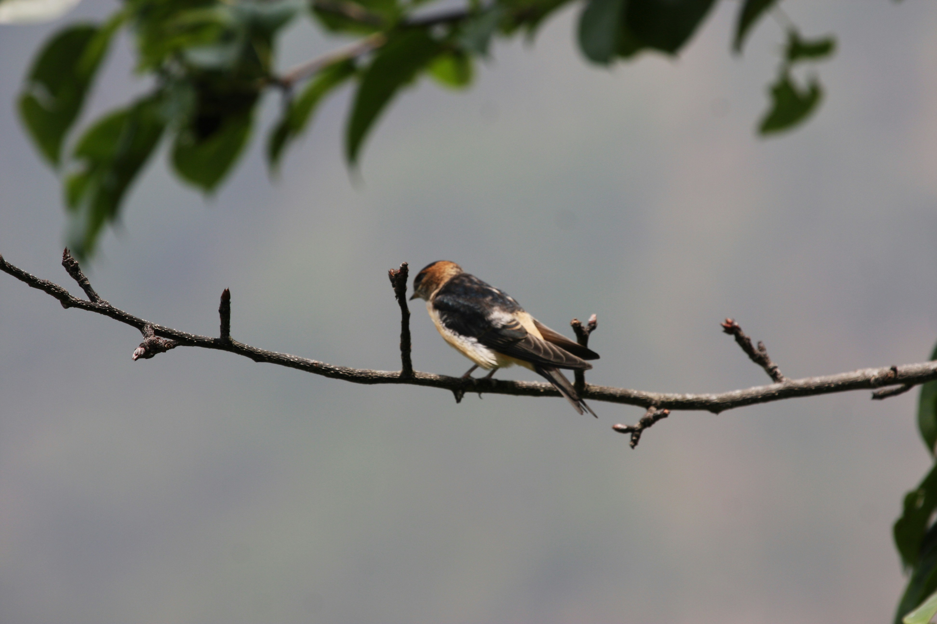 Photo by suyashbatra