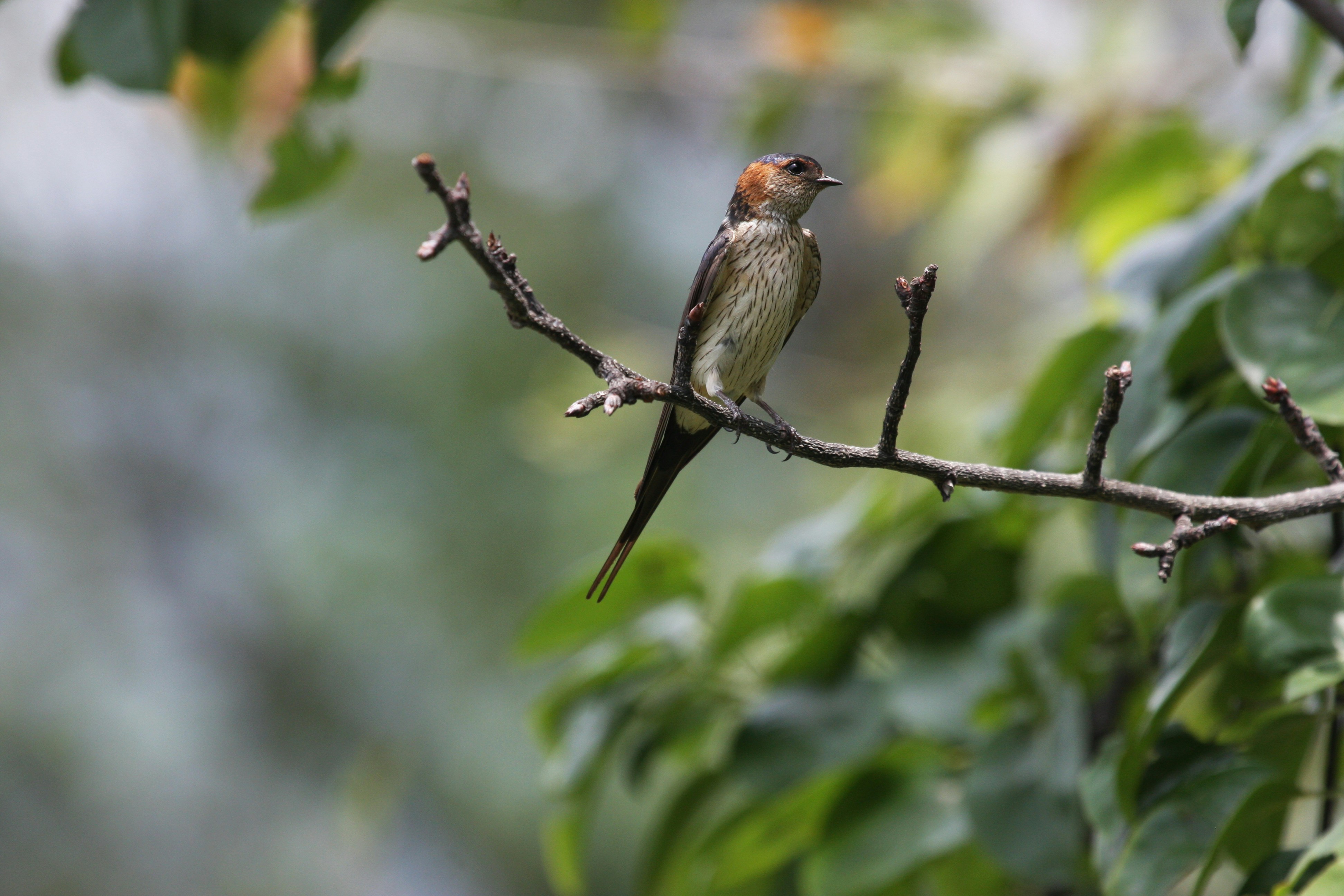 Photo by suyashbatra