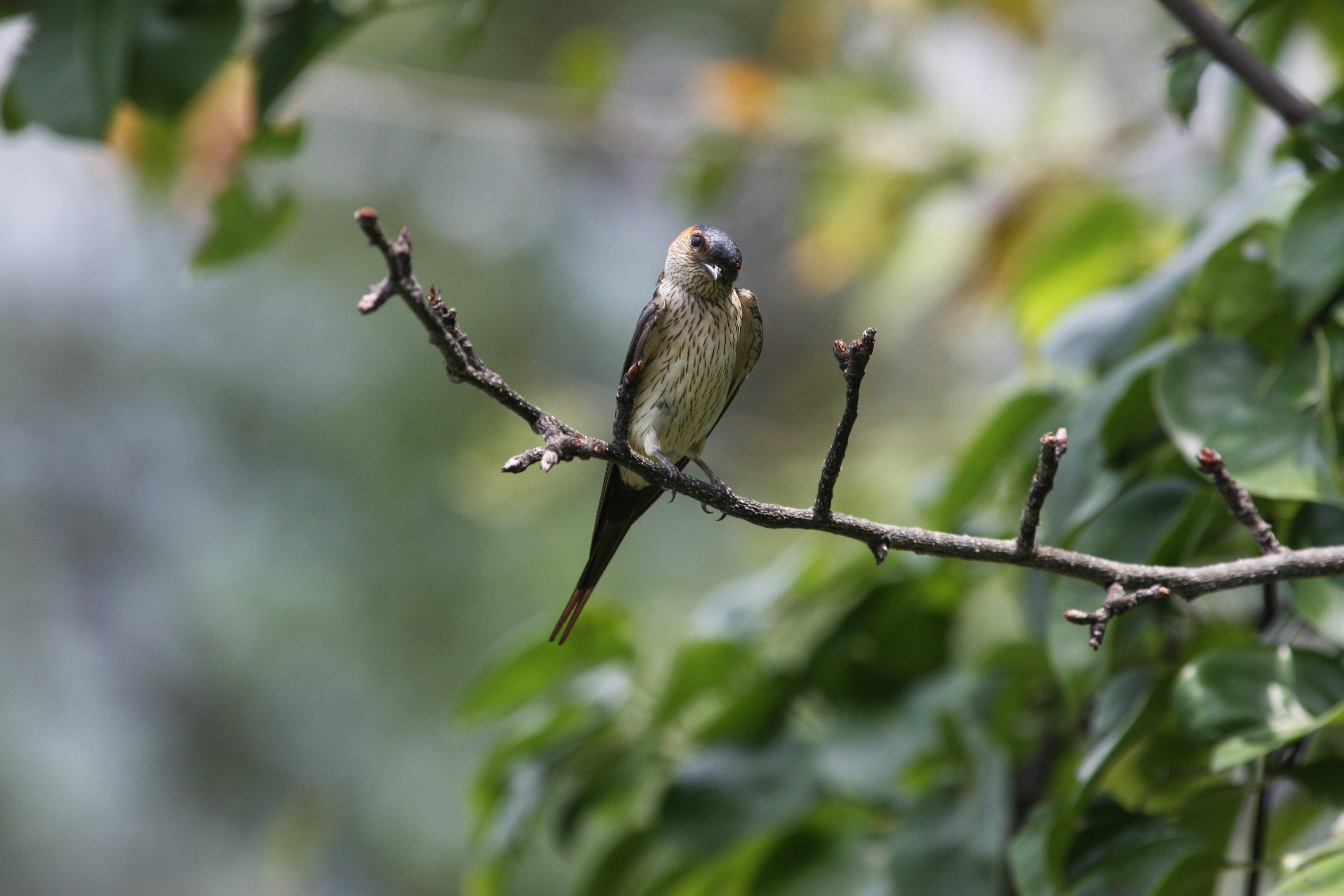 Photo by suyashbatra