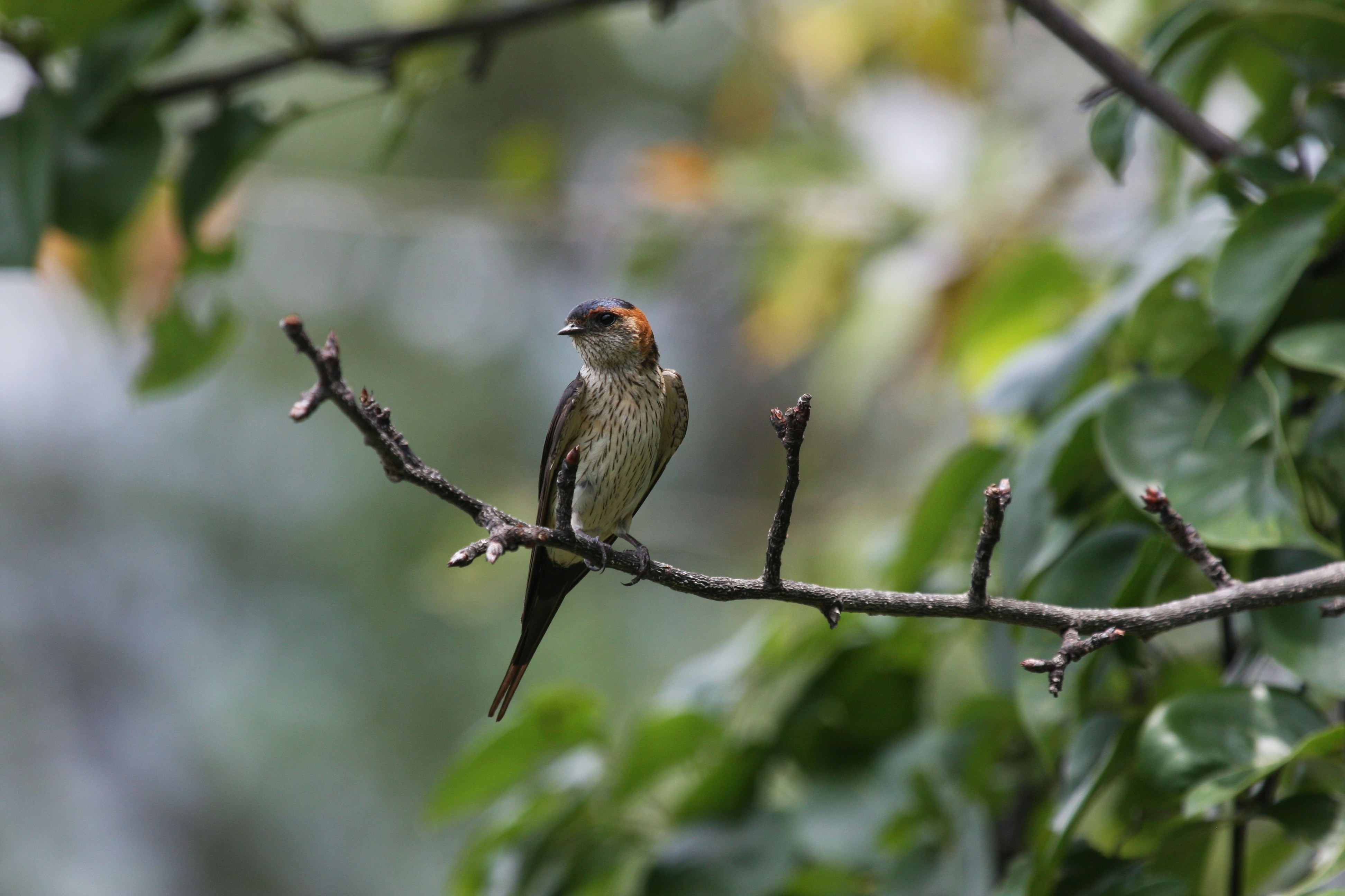 Photo by suyashbatra