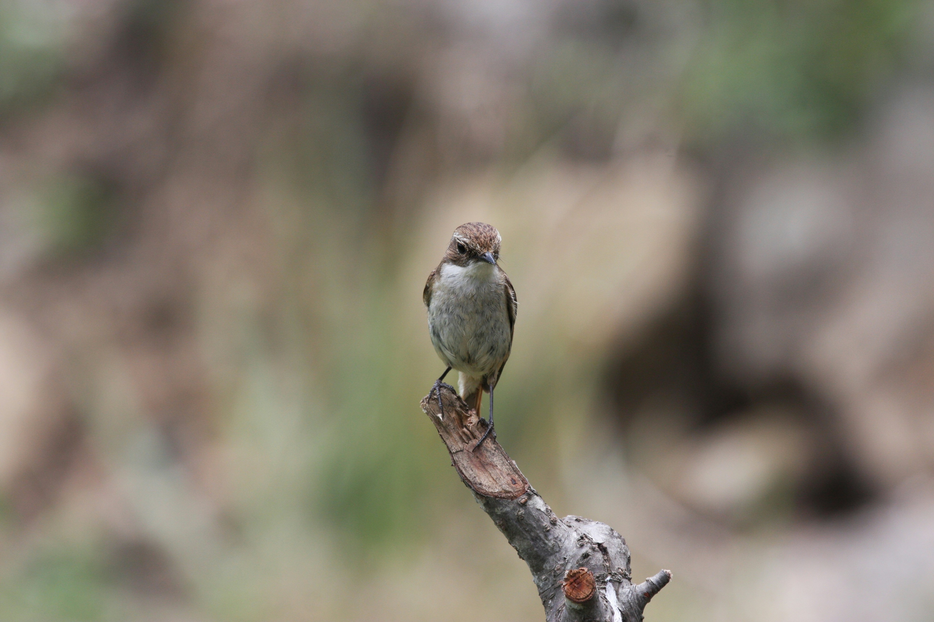 Photo by suyashbatra