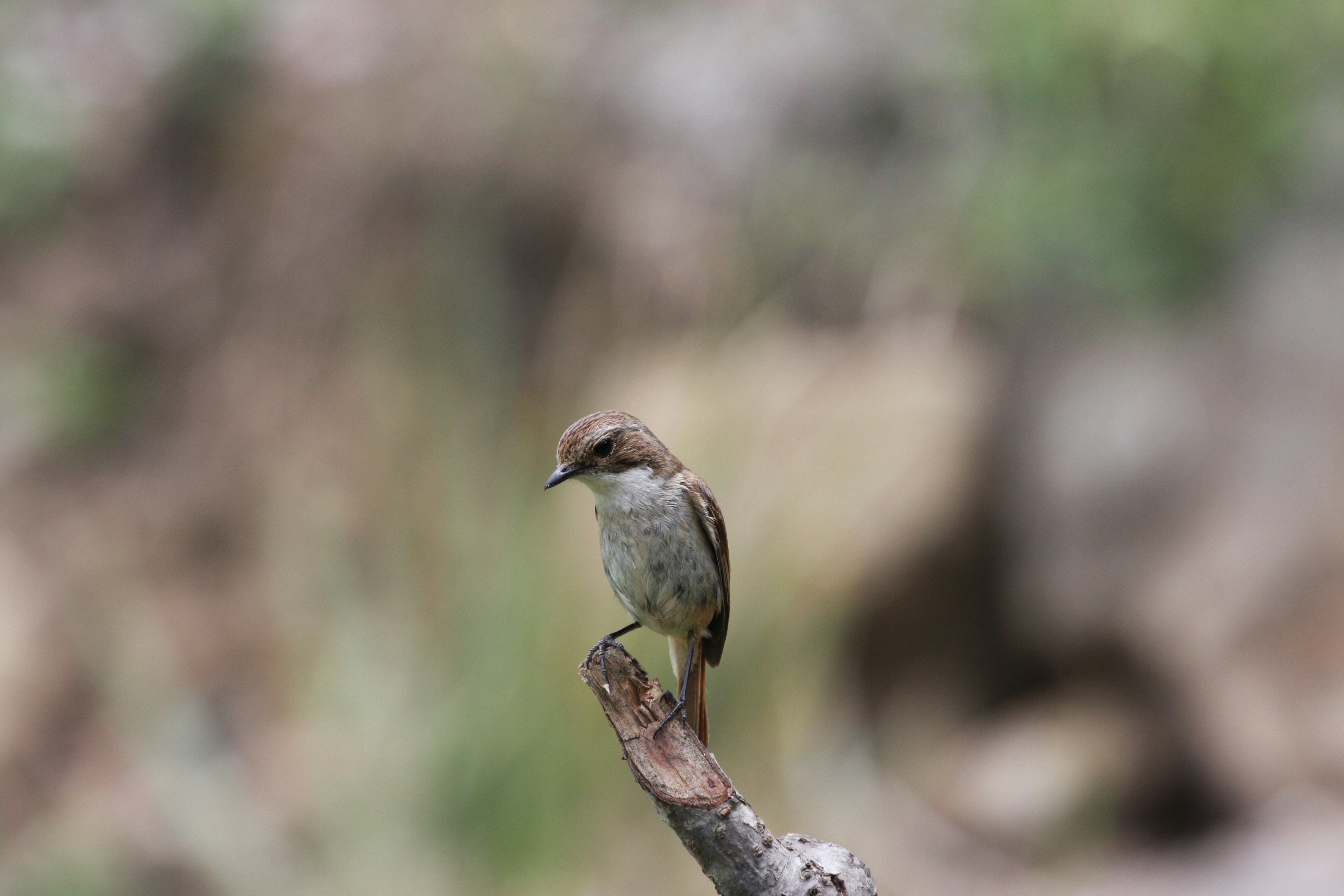 Photo by suyashbatra