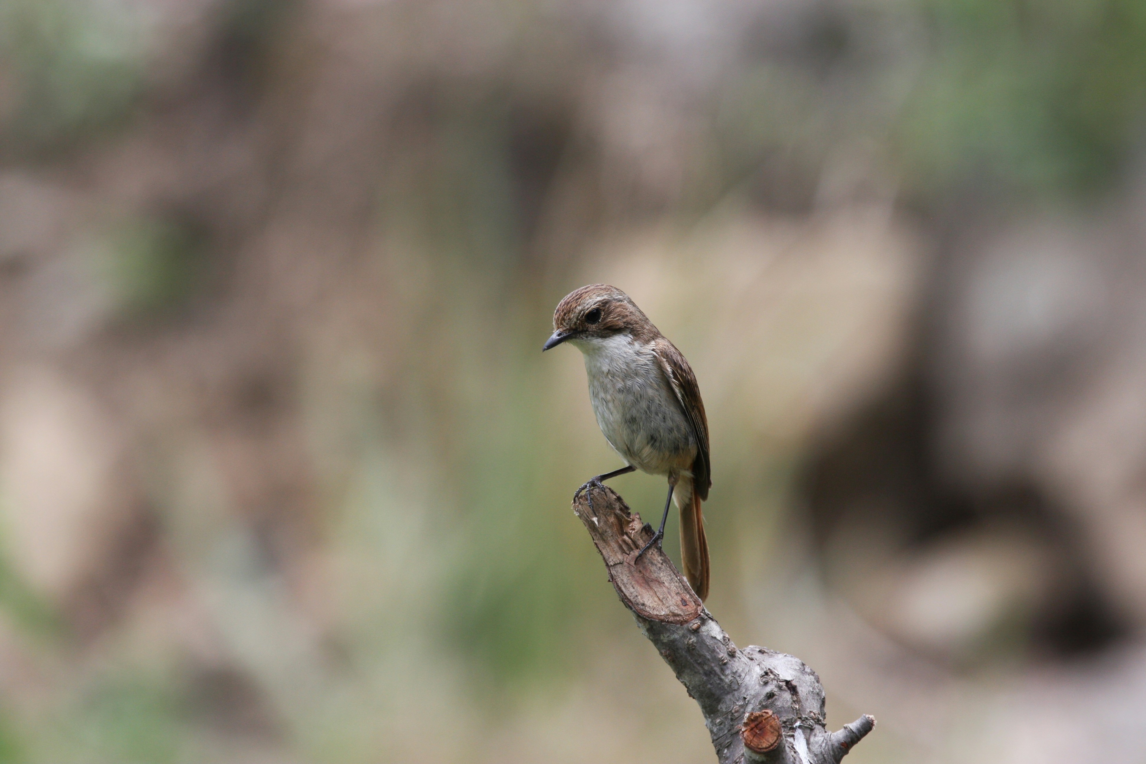 Photo by suyashbatra