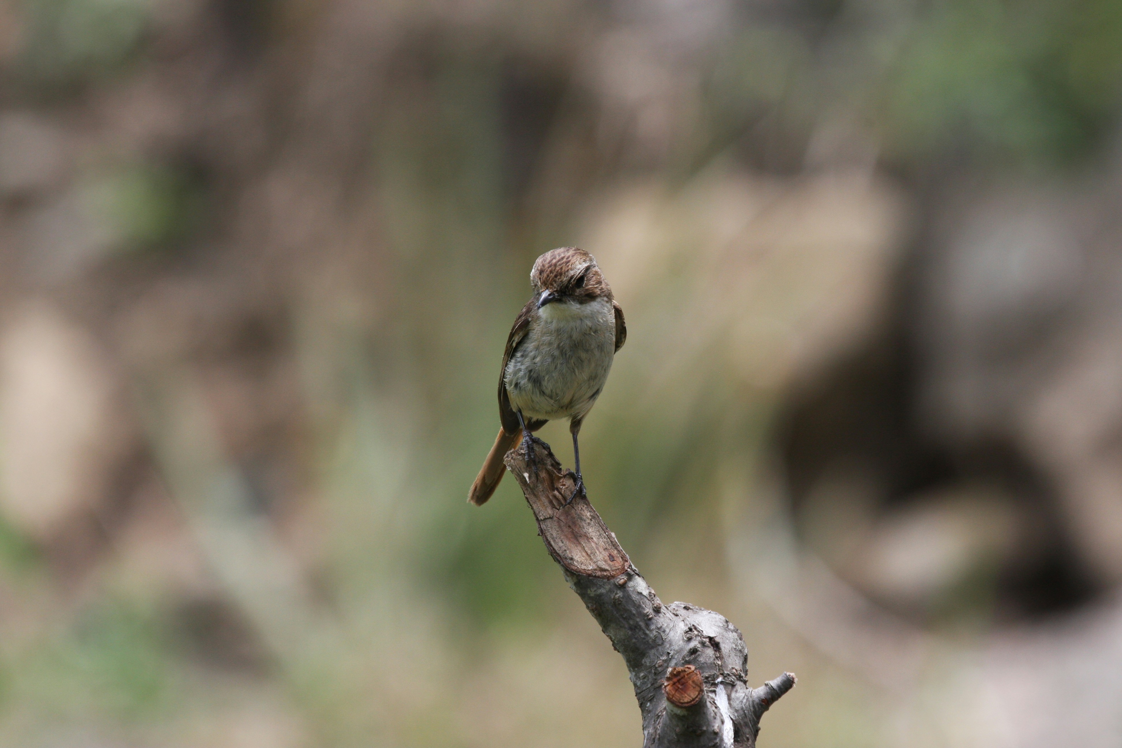 Photo by suyashbatra