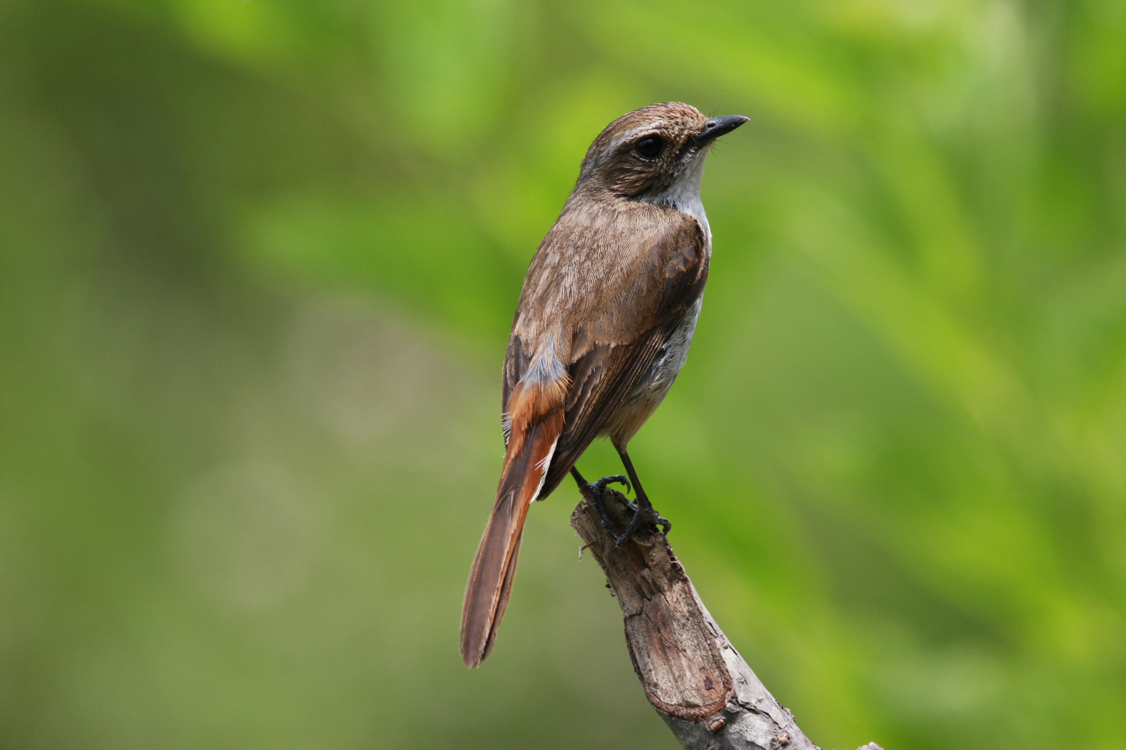 Photo by suyashbatra