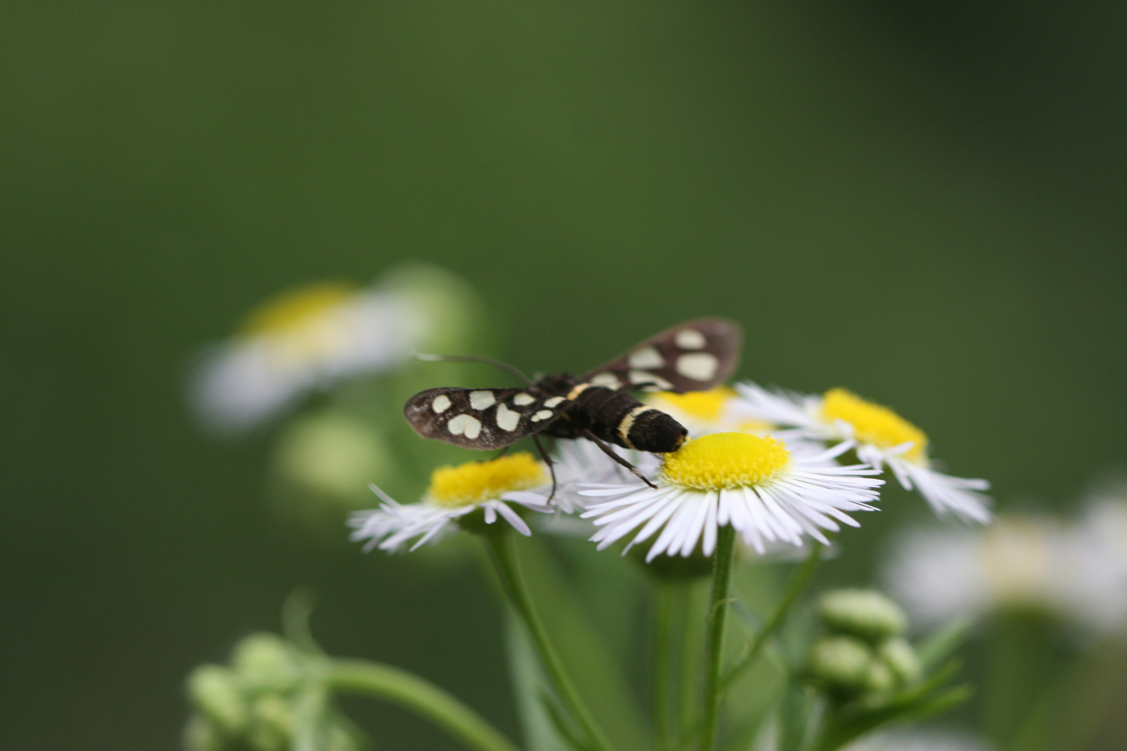 Photo by suyashbatra