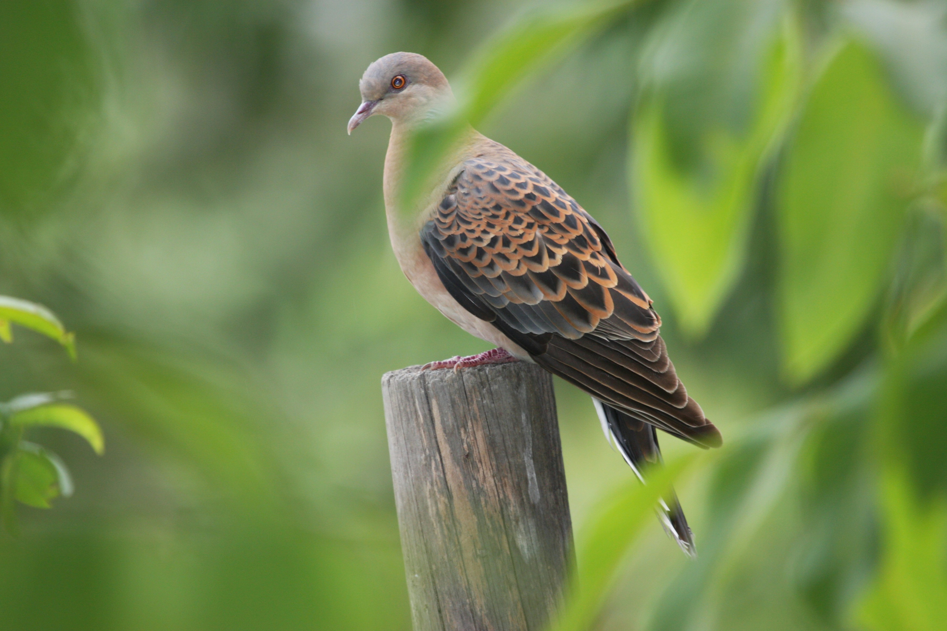 Photo by suyashbatra