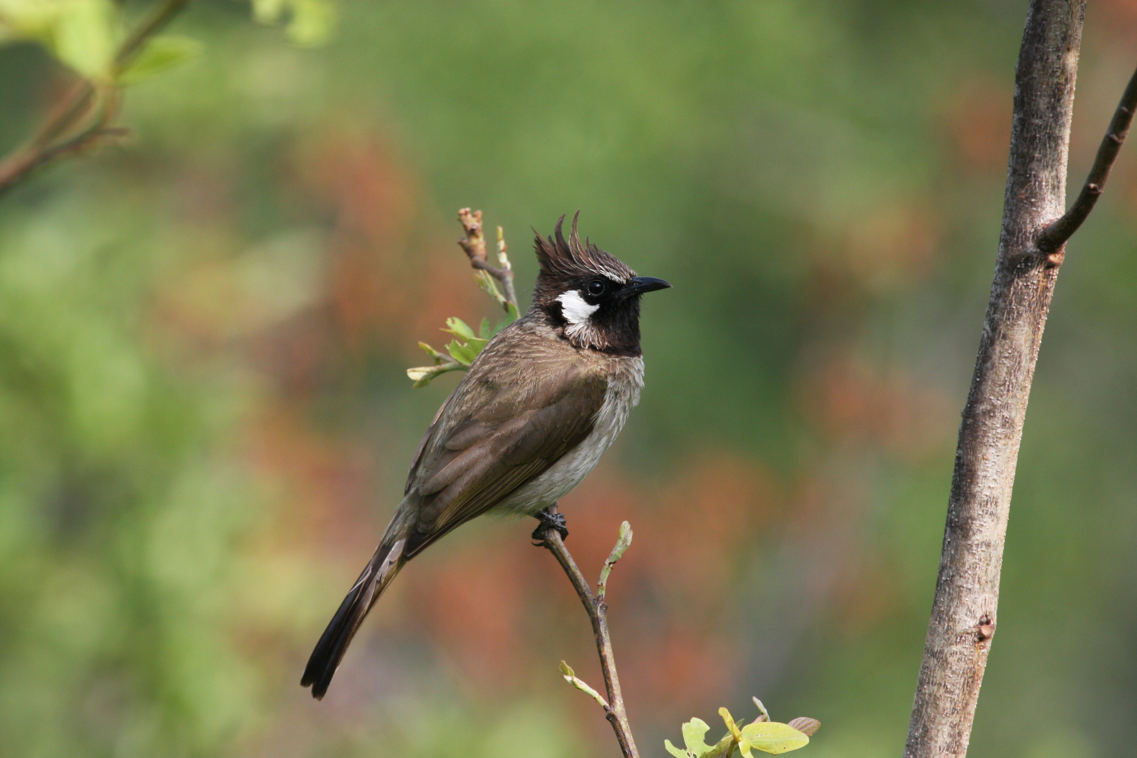 Photo by suyashbatra