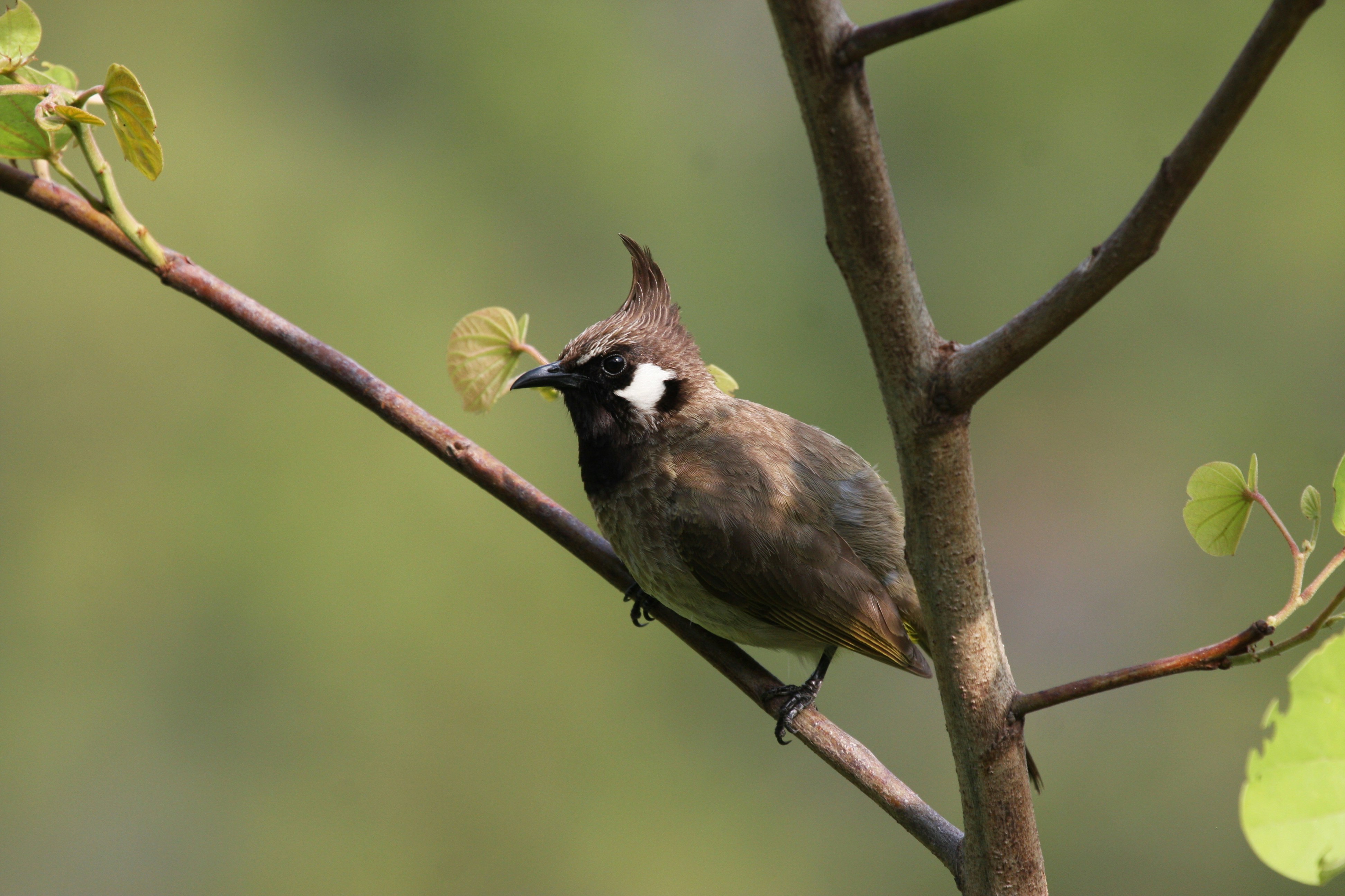 Photo by suyashbatra