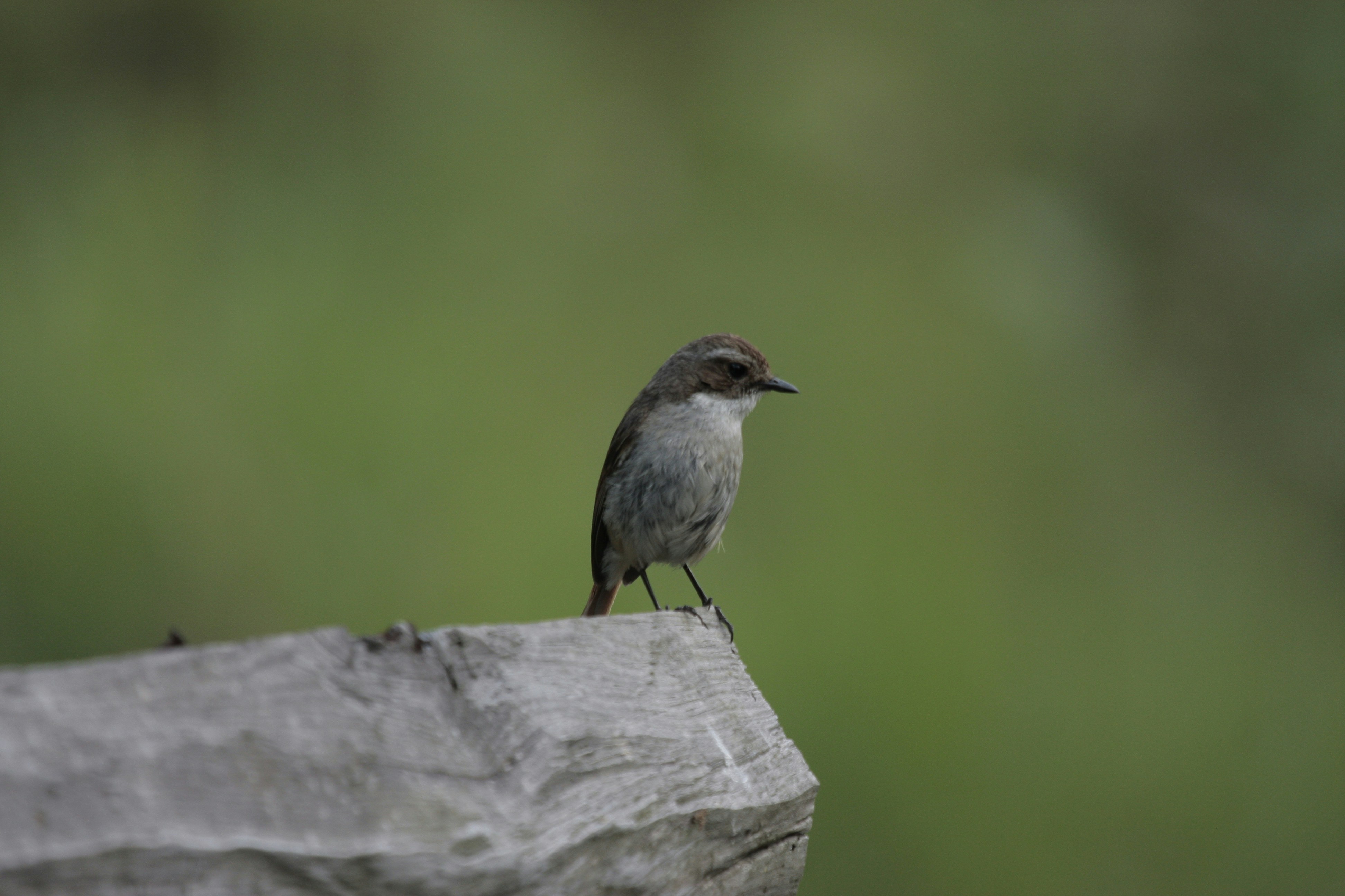 Photo by suyashbatra