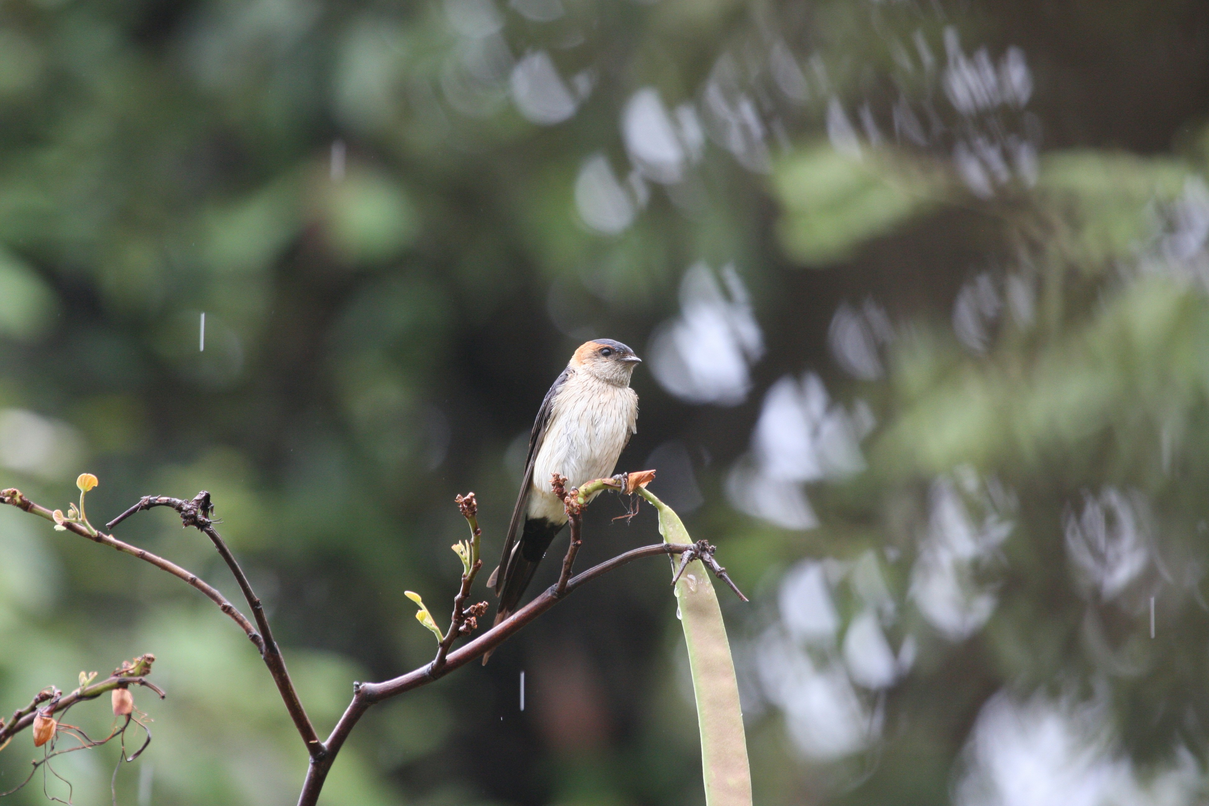 Photo by suyashbatra