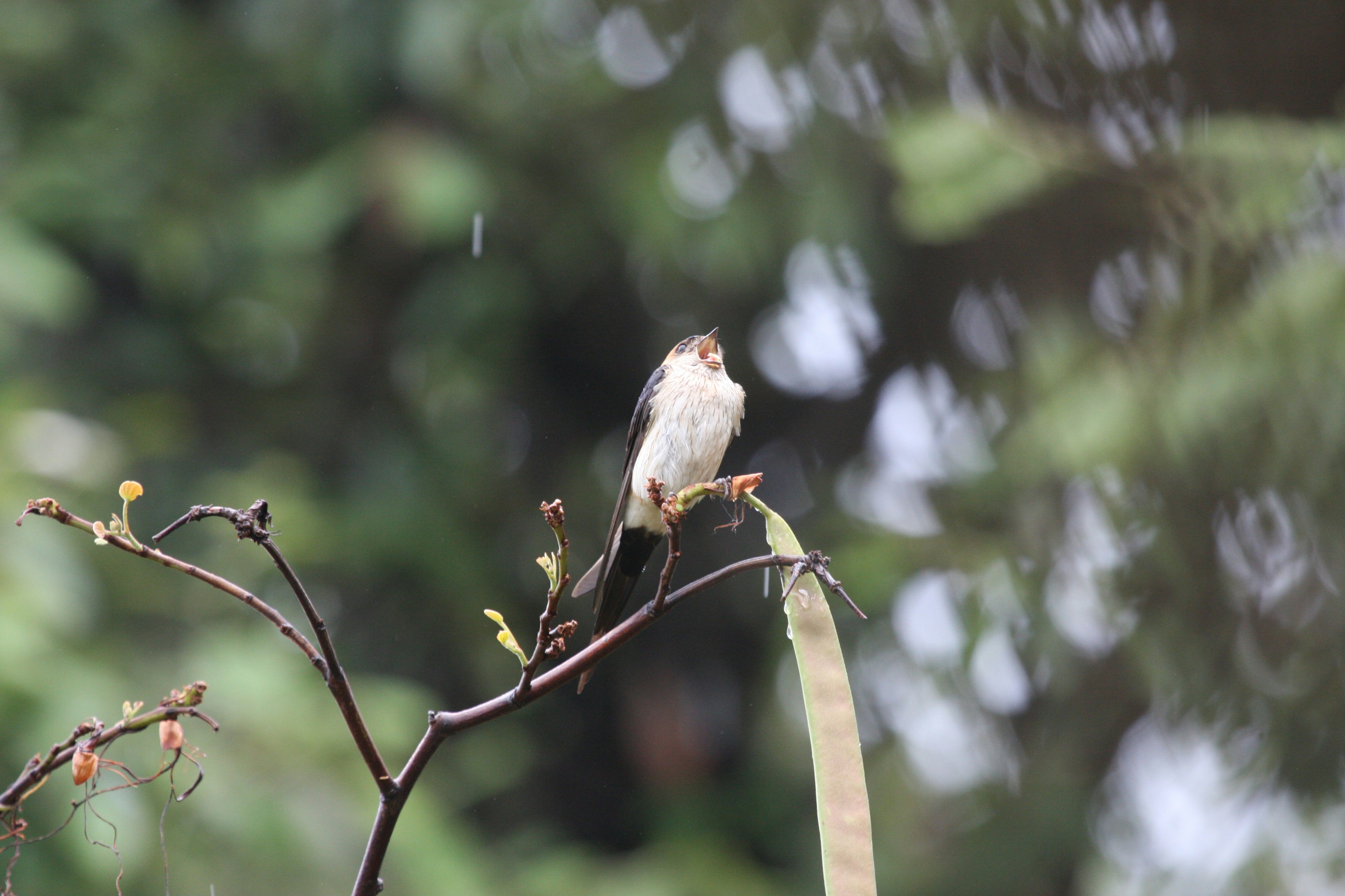 Photo by suyashbatra