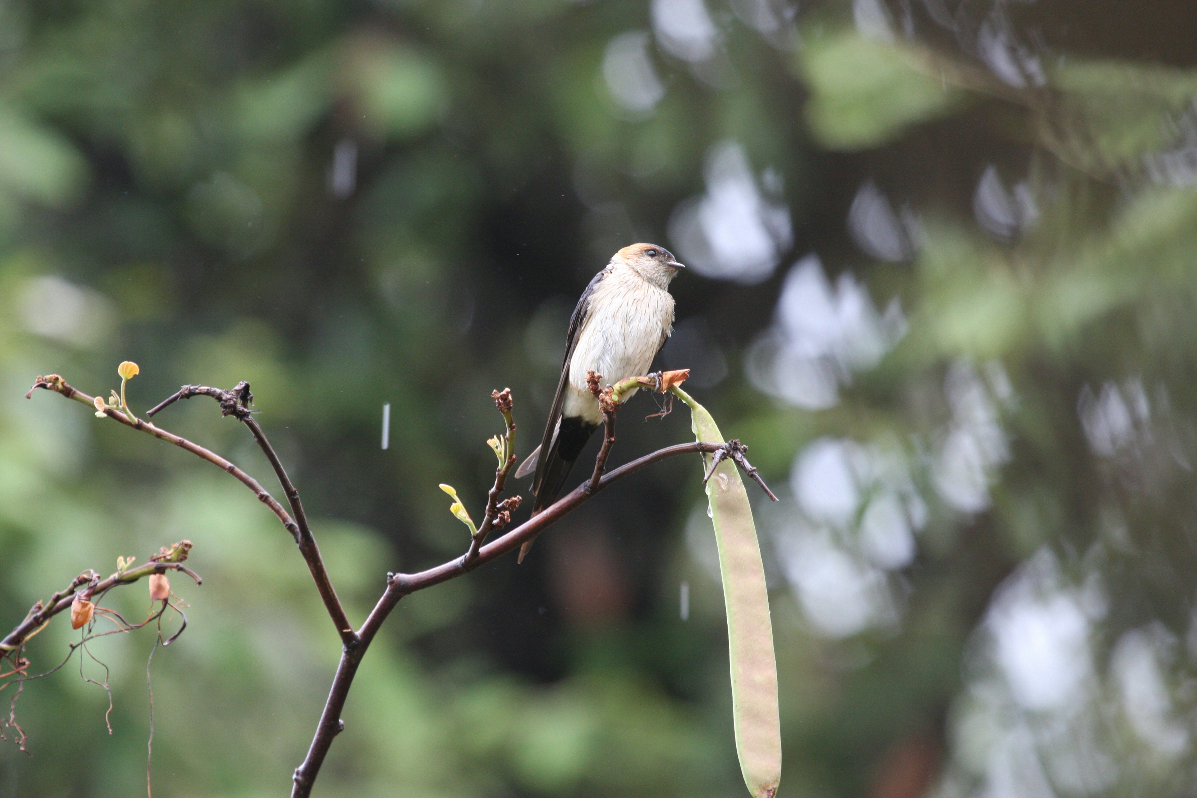 Photo by suyashbatra