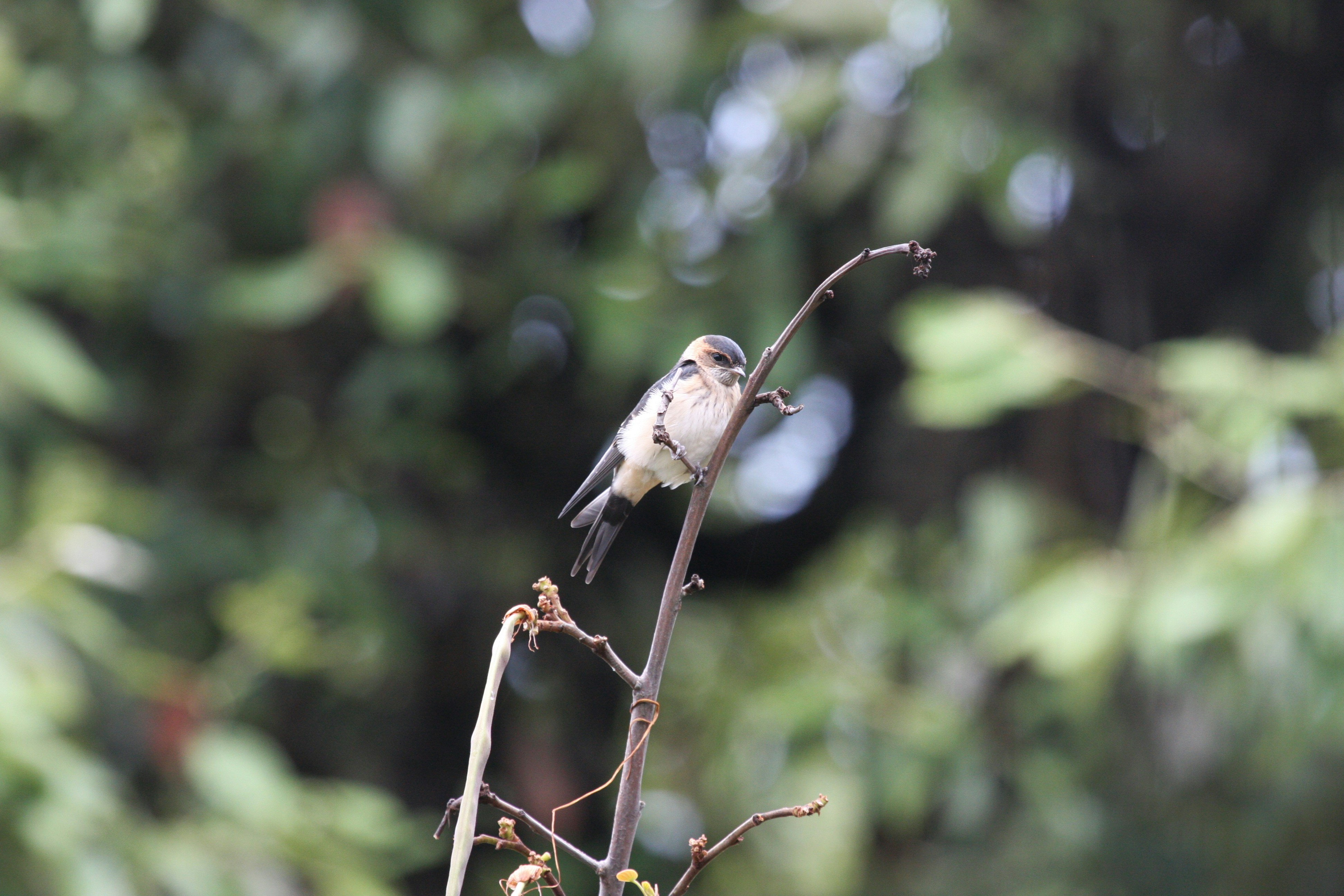 Photo by suyashbatra