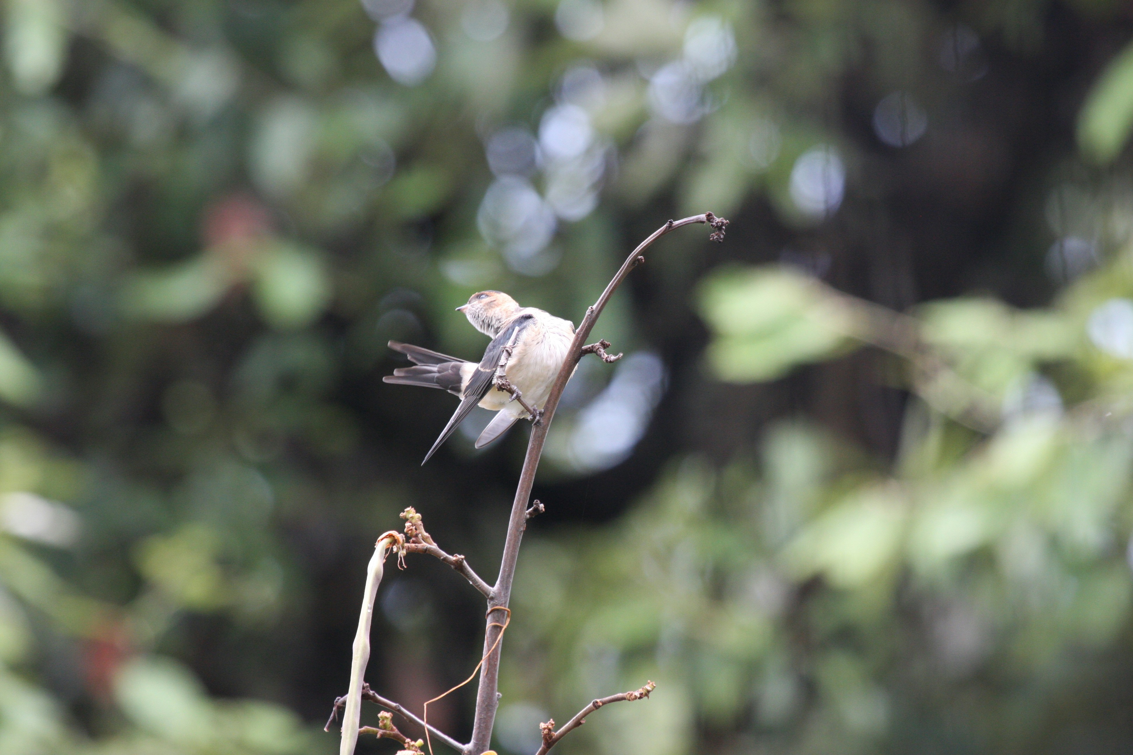 Photo by suyashbatra