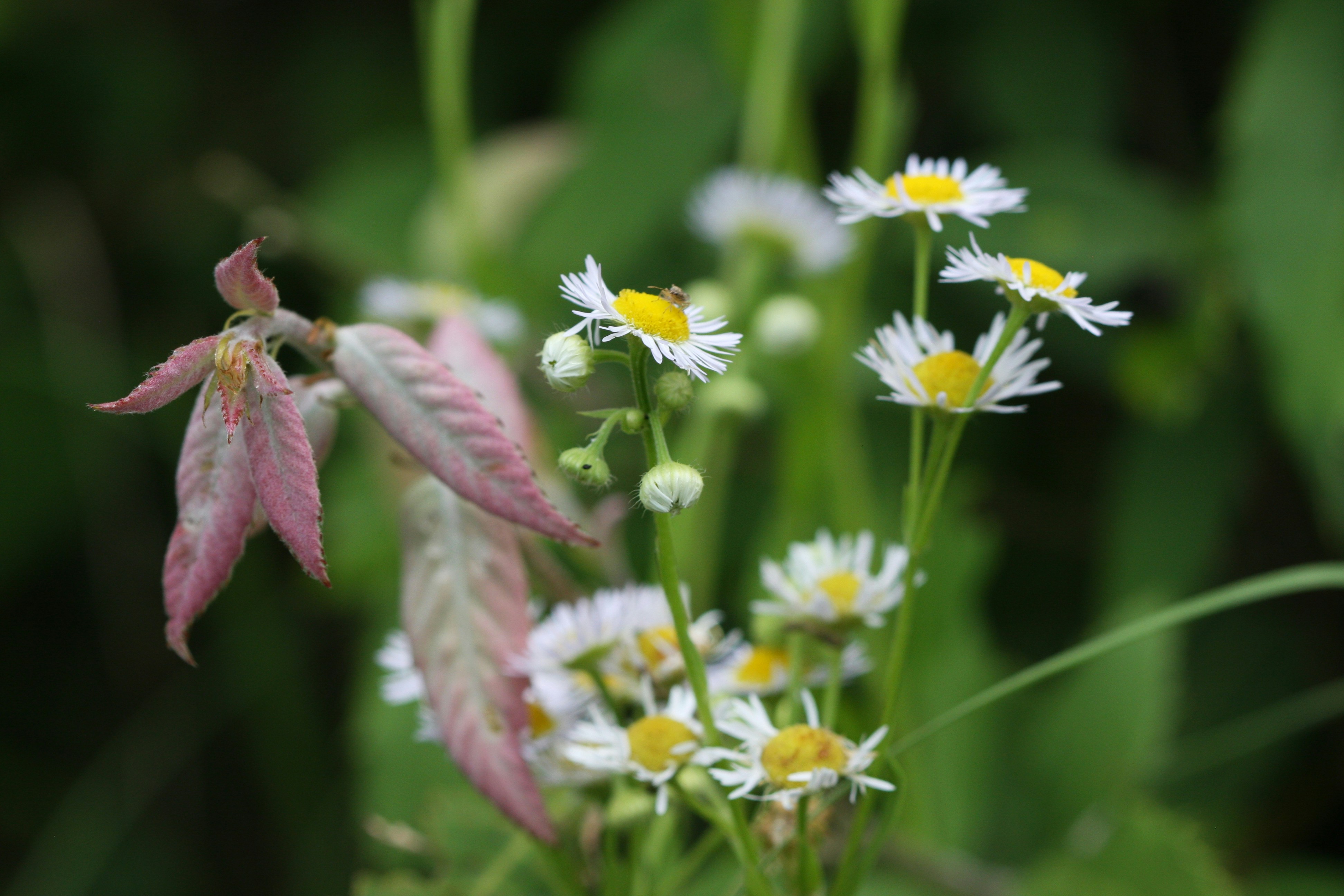 Photo by suyashbatra