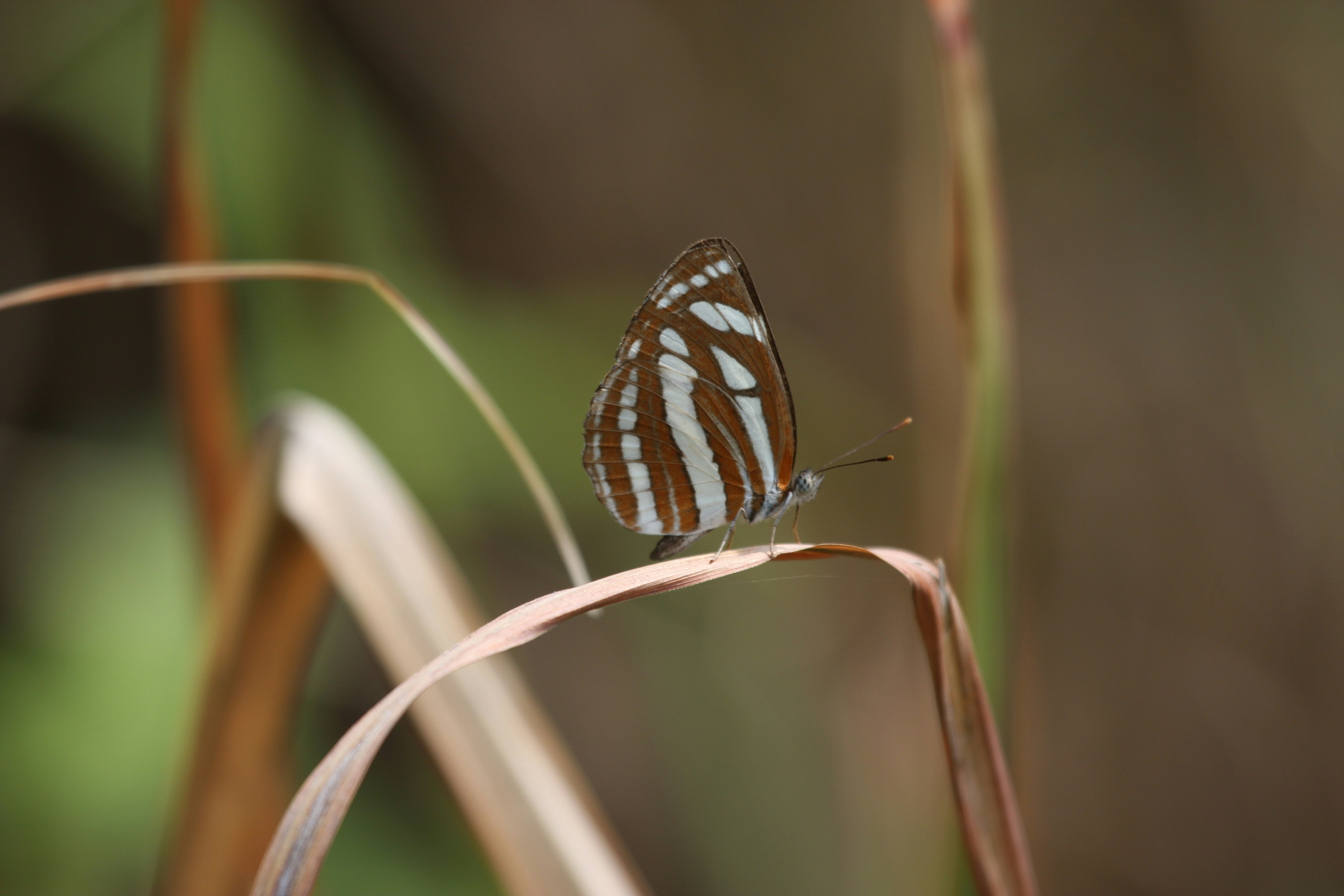 A butterfly perches on a brown plant.