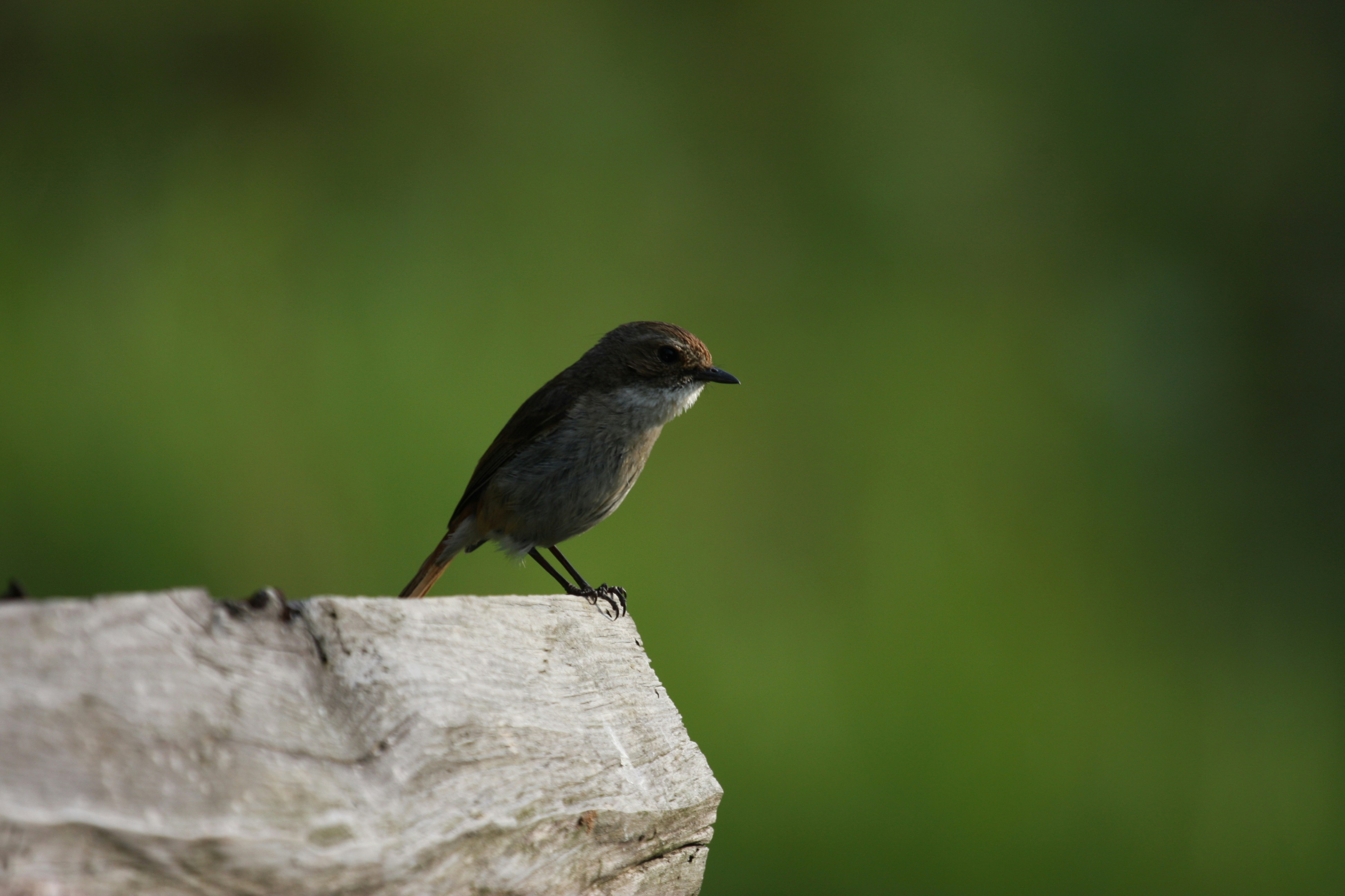 Photo by suyashbatra