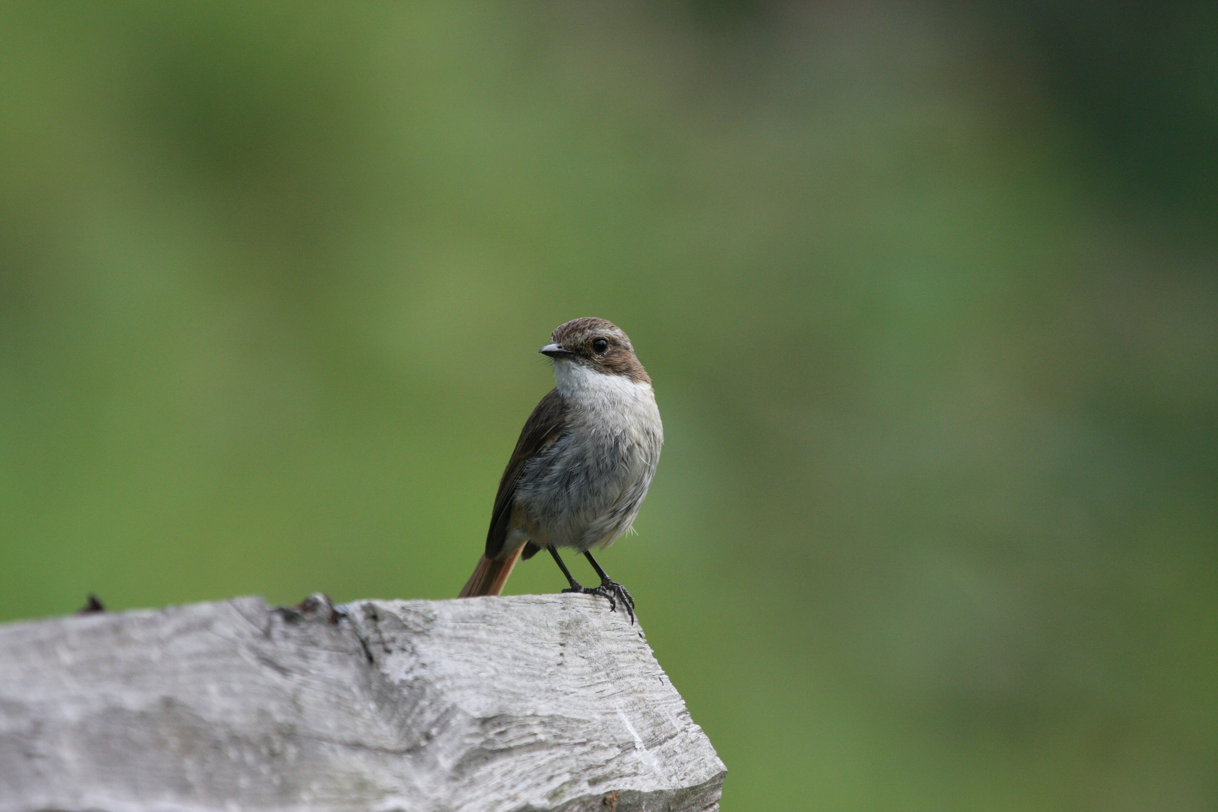 Photo by suyashbatra