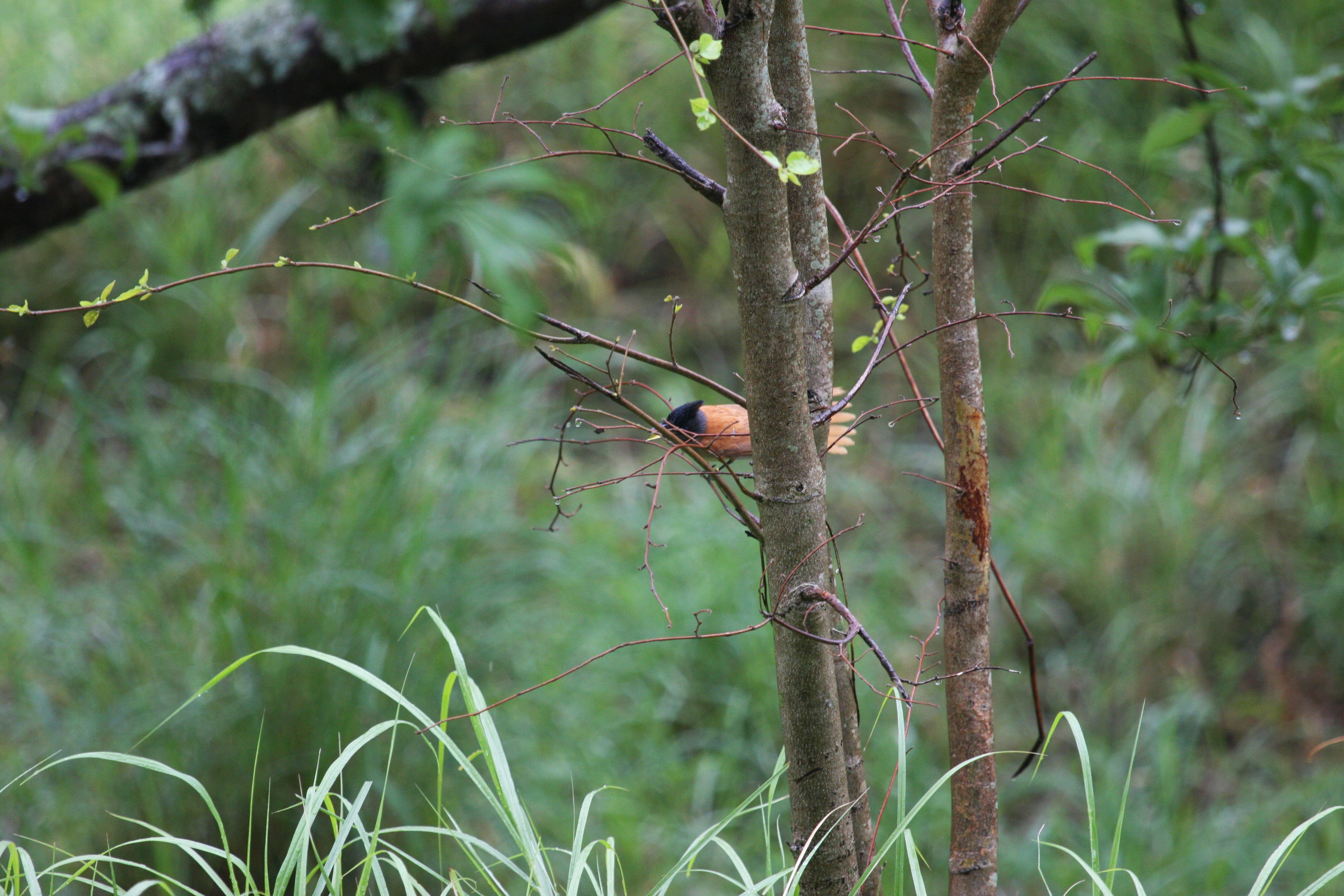 Photo by suyashbatra