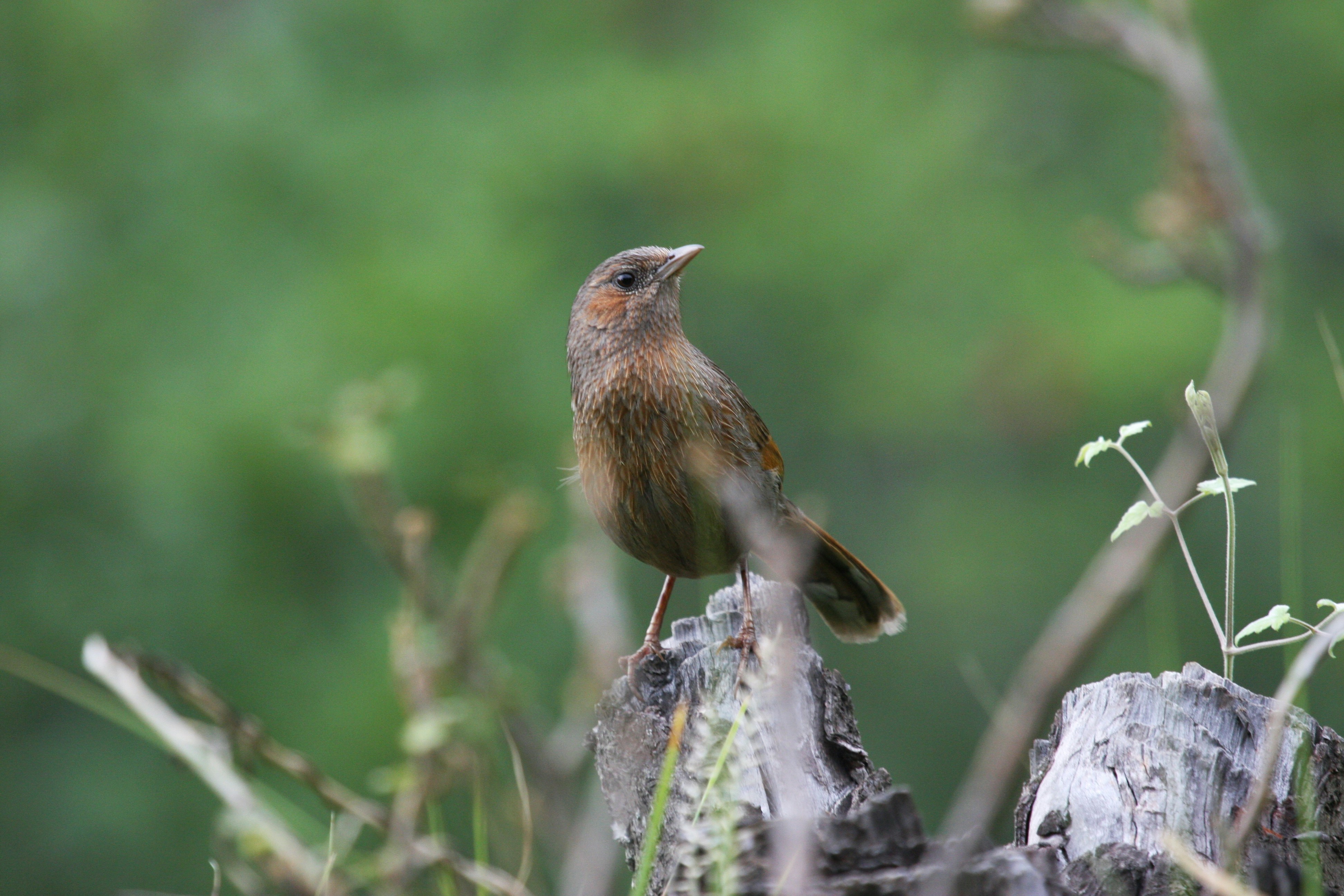 Photo by suyashbatra
