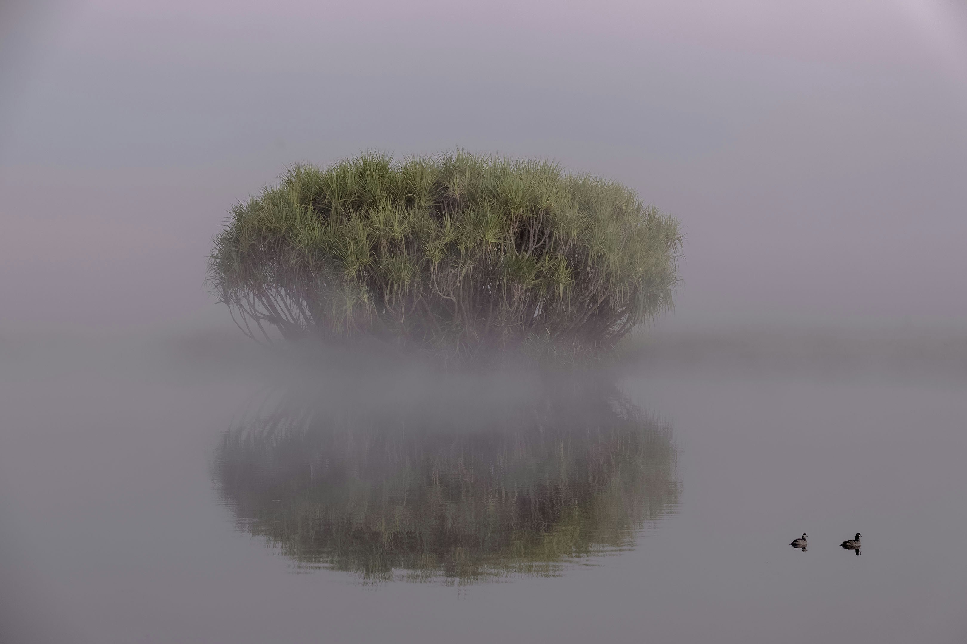 Foggy lake scene with a bush and its reflection.