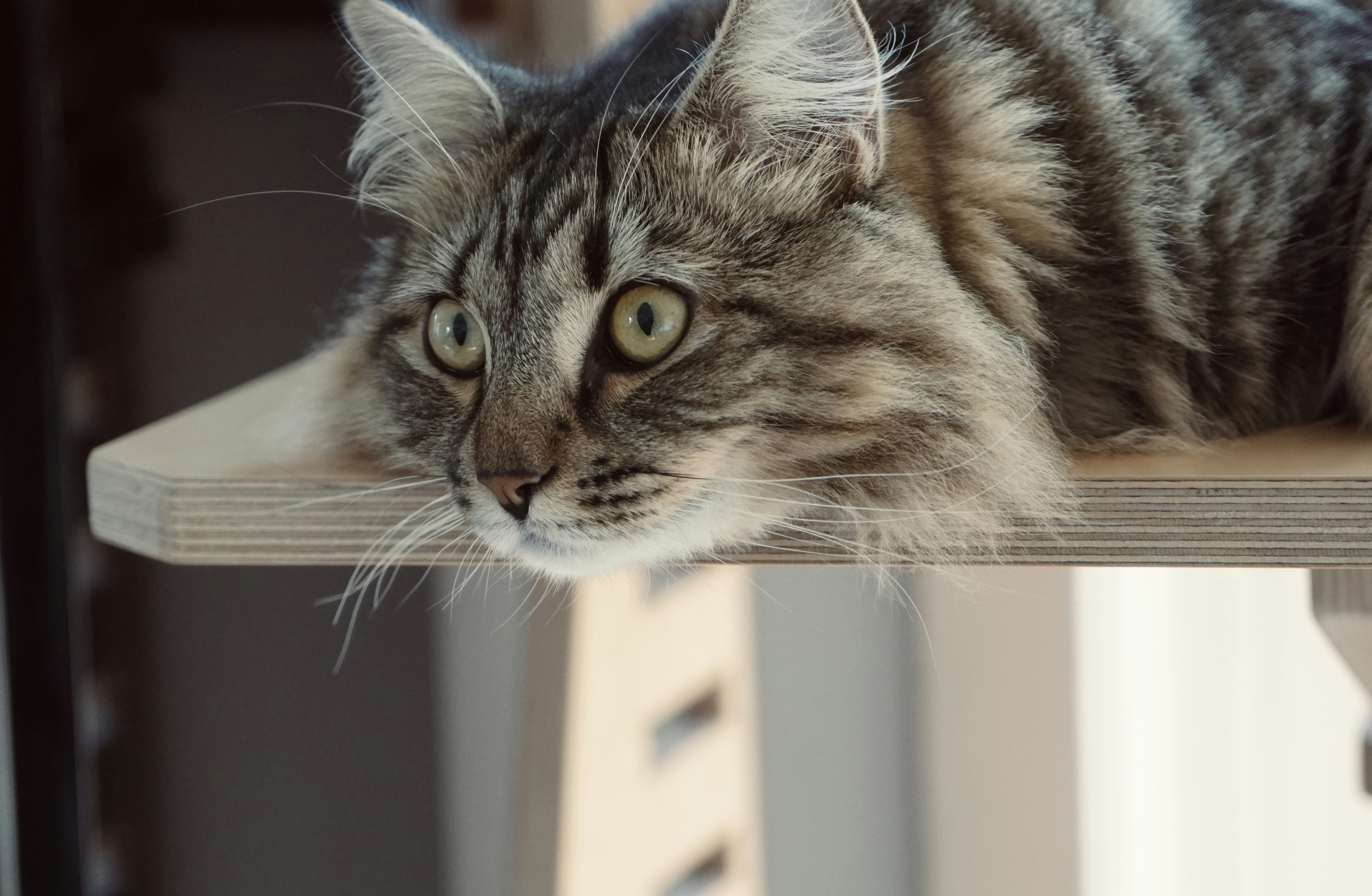 Medical Factors Behind Unusual Zoomies (image credits: unsplash)