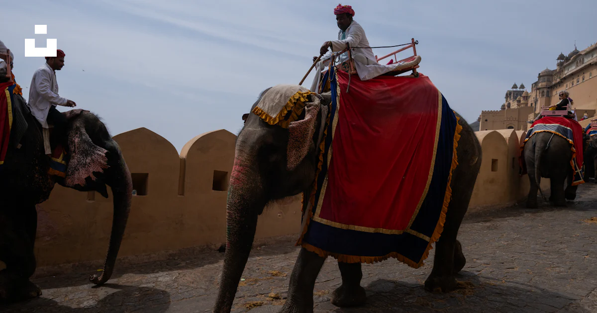 People ride decorated elephants in india. photo – Free Man Image on ...