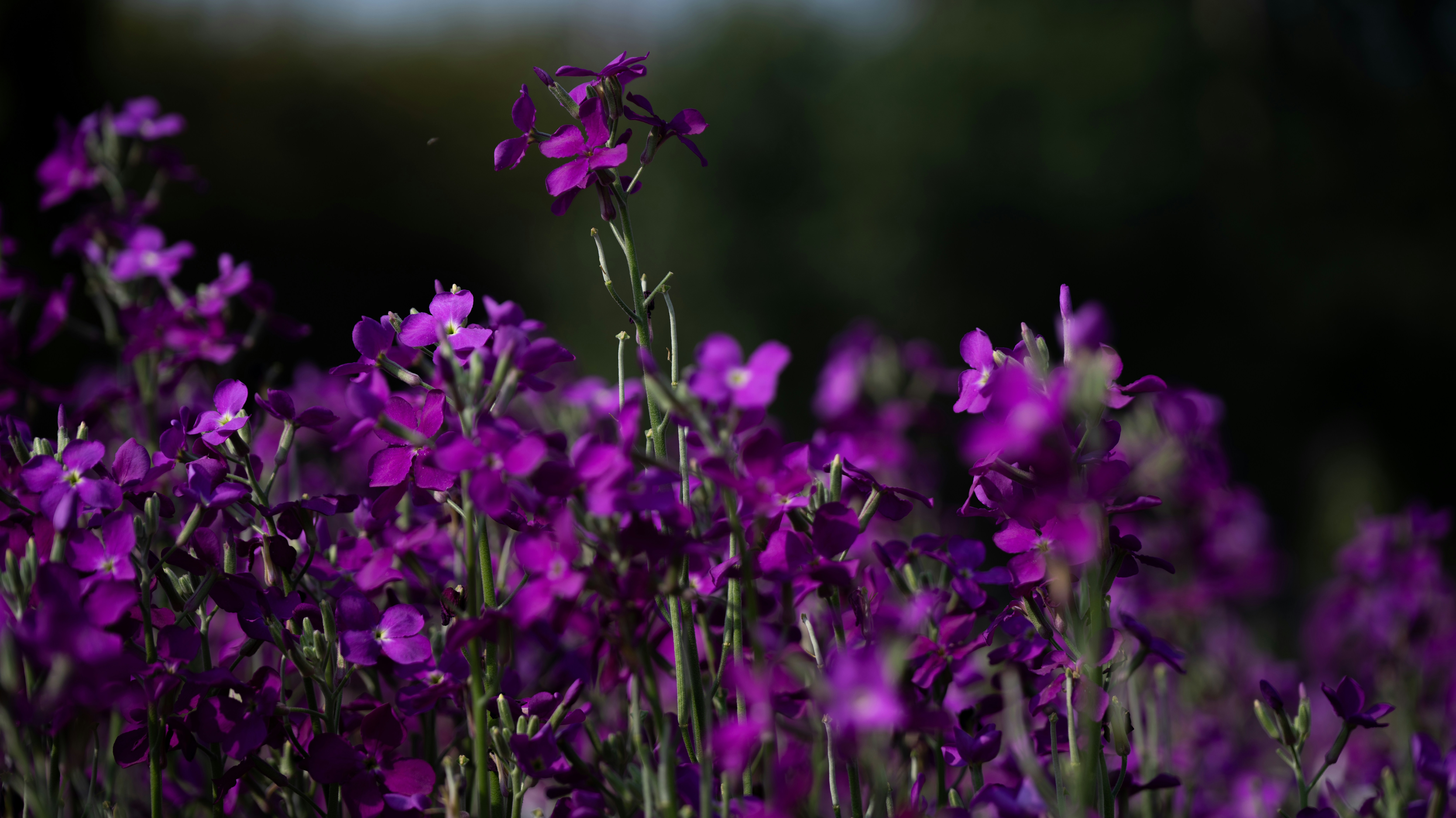Photo by soham1991