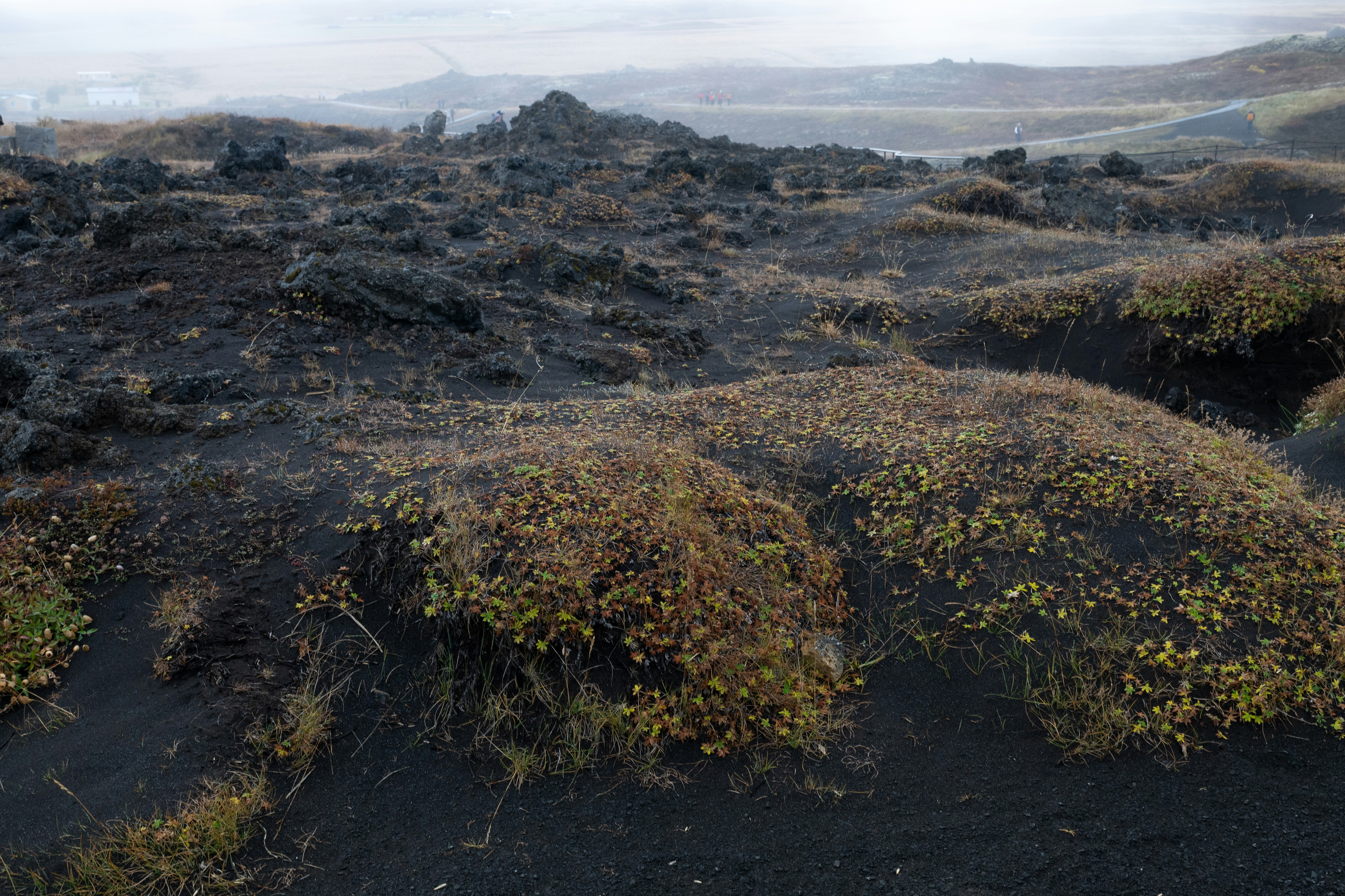 The Dark Side of Volcanic Vegetation Response (image credits: unsplash)