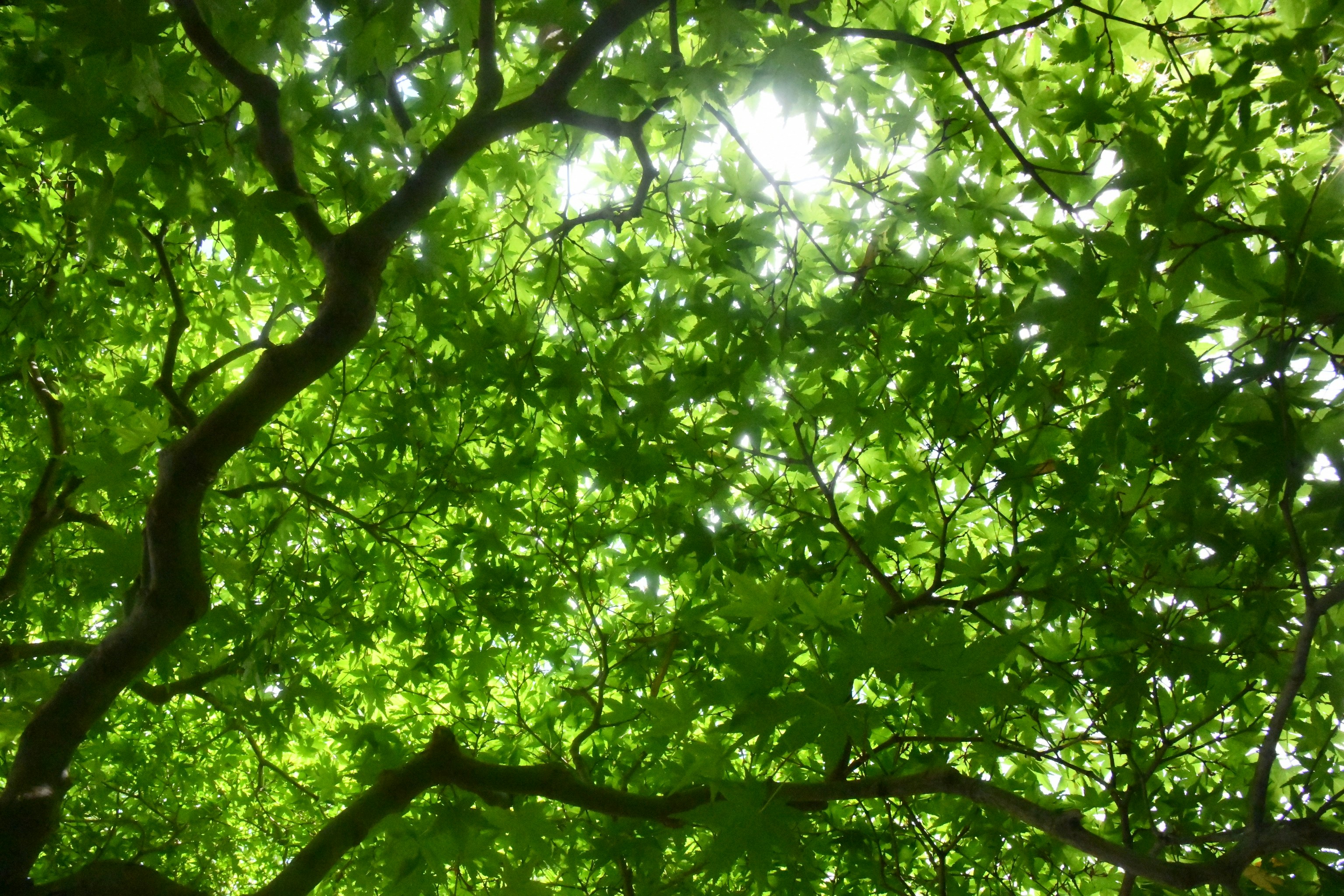 Photo by glaucopater