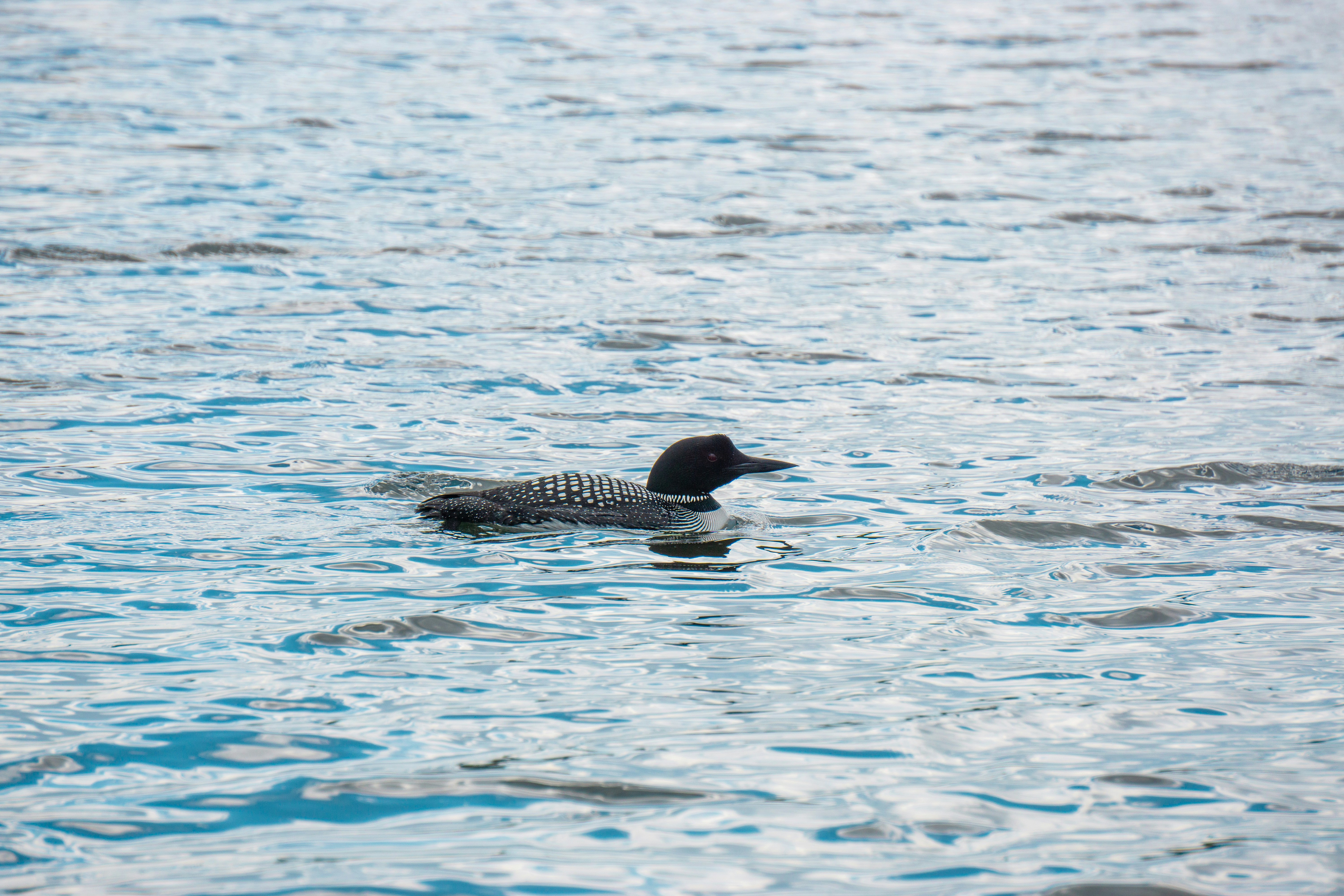 Photo by nickringsmuth