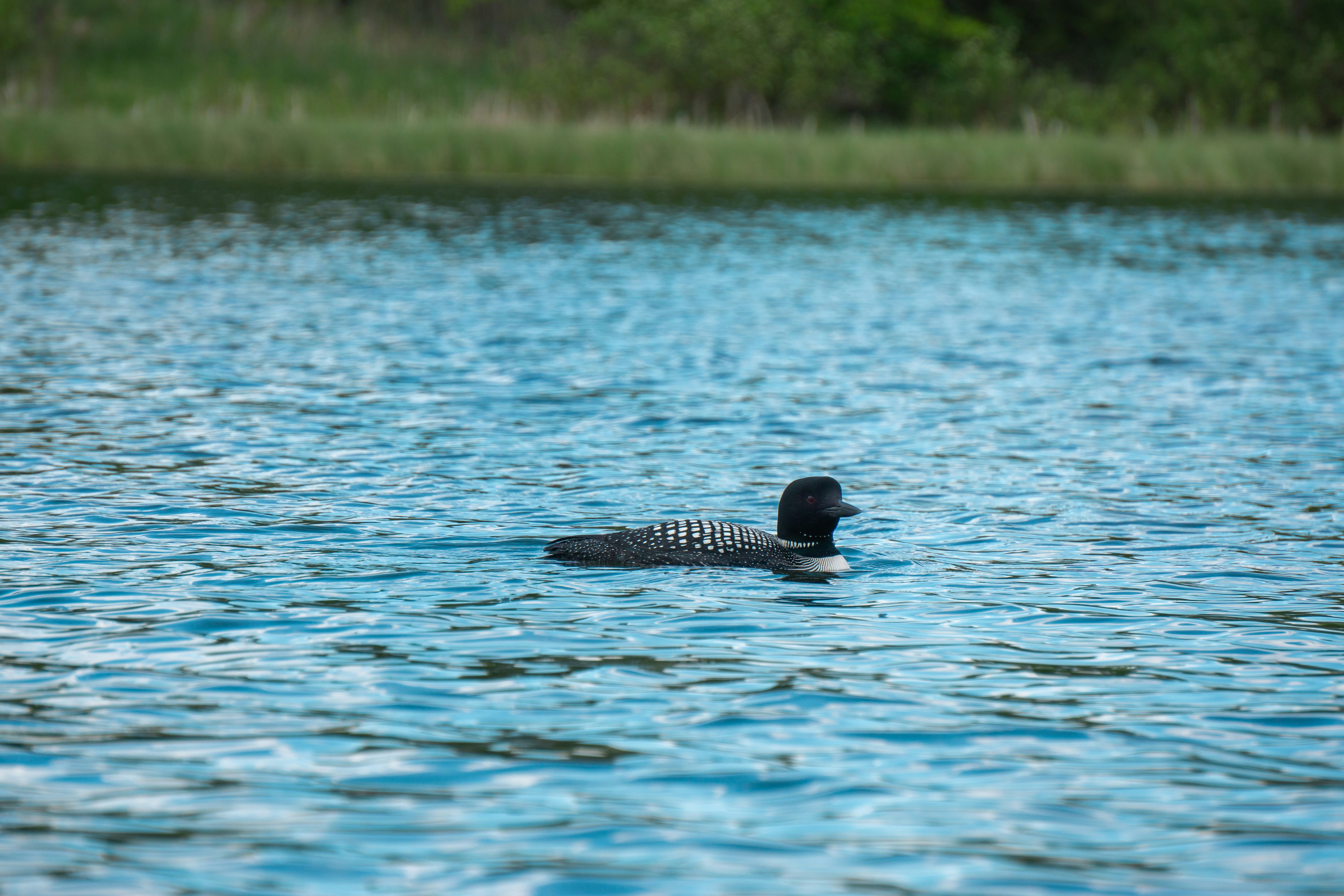 Photo by nickringsmuth