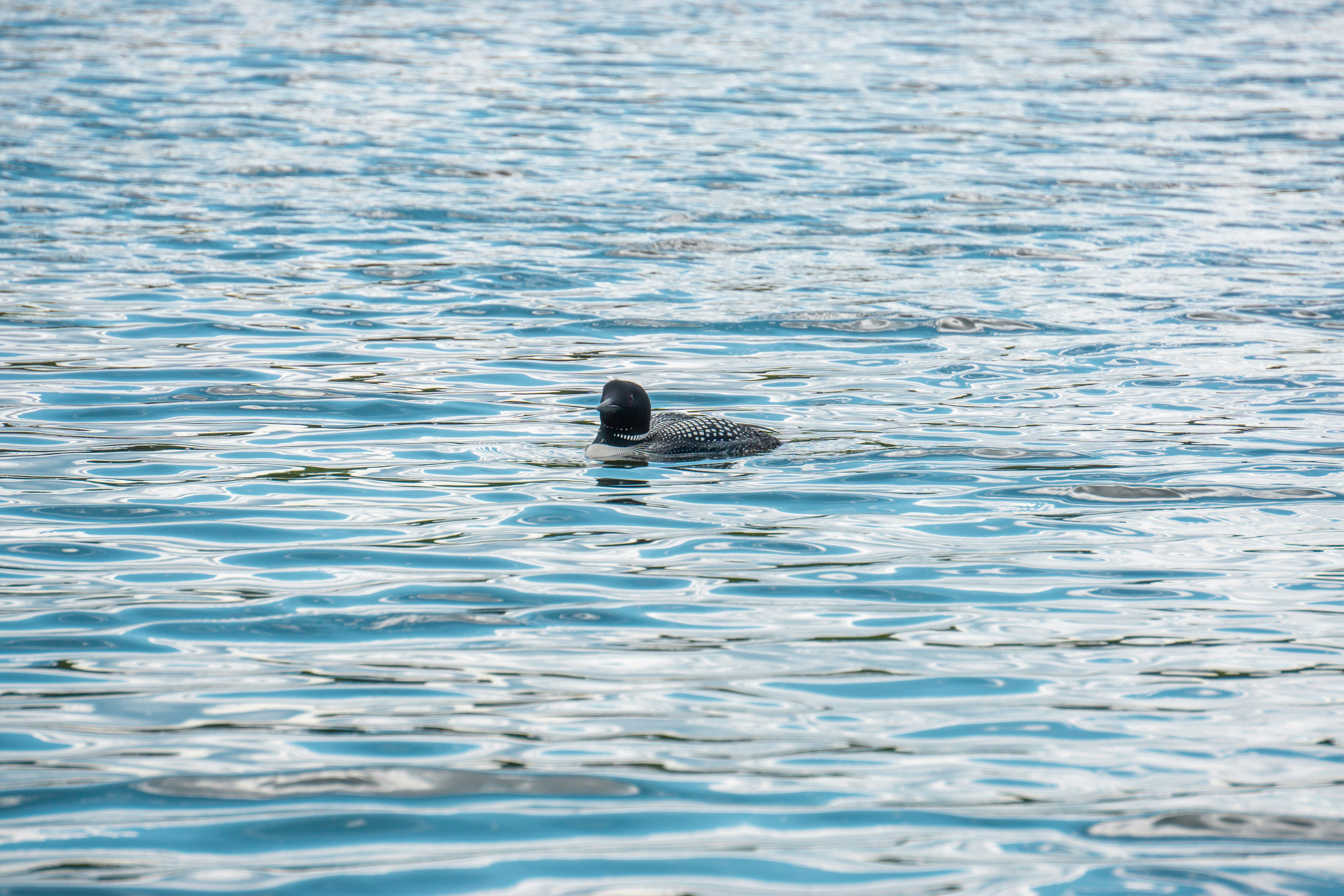 Photo by nickringsmuth