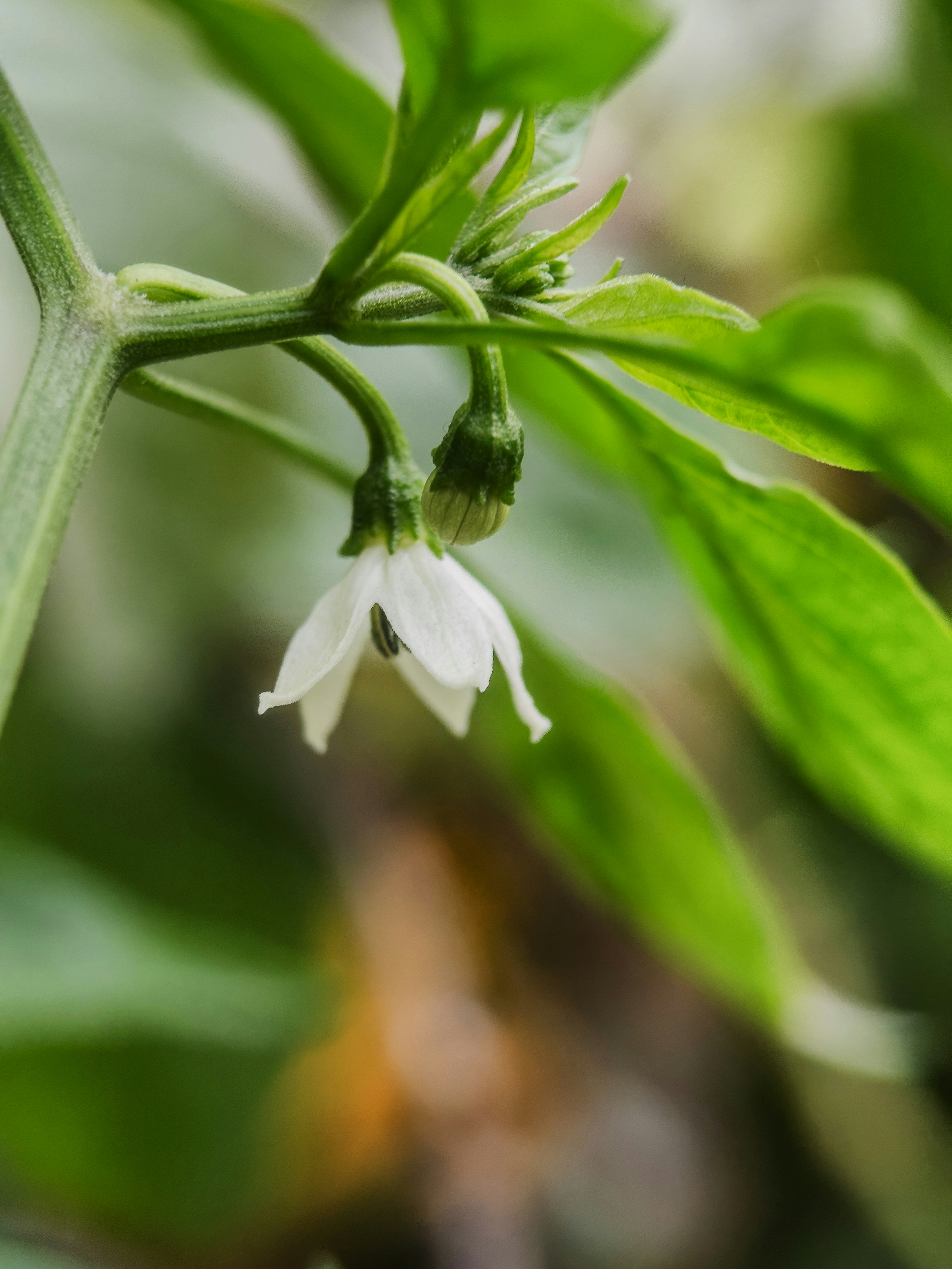 Eine weiße Paprikablüte blüht an einer Pflanze.