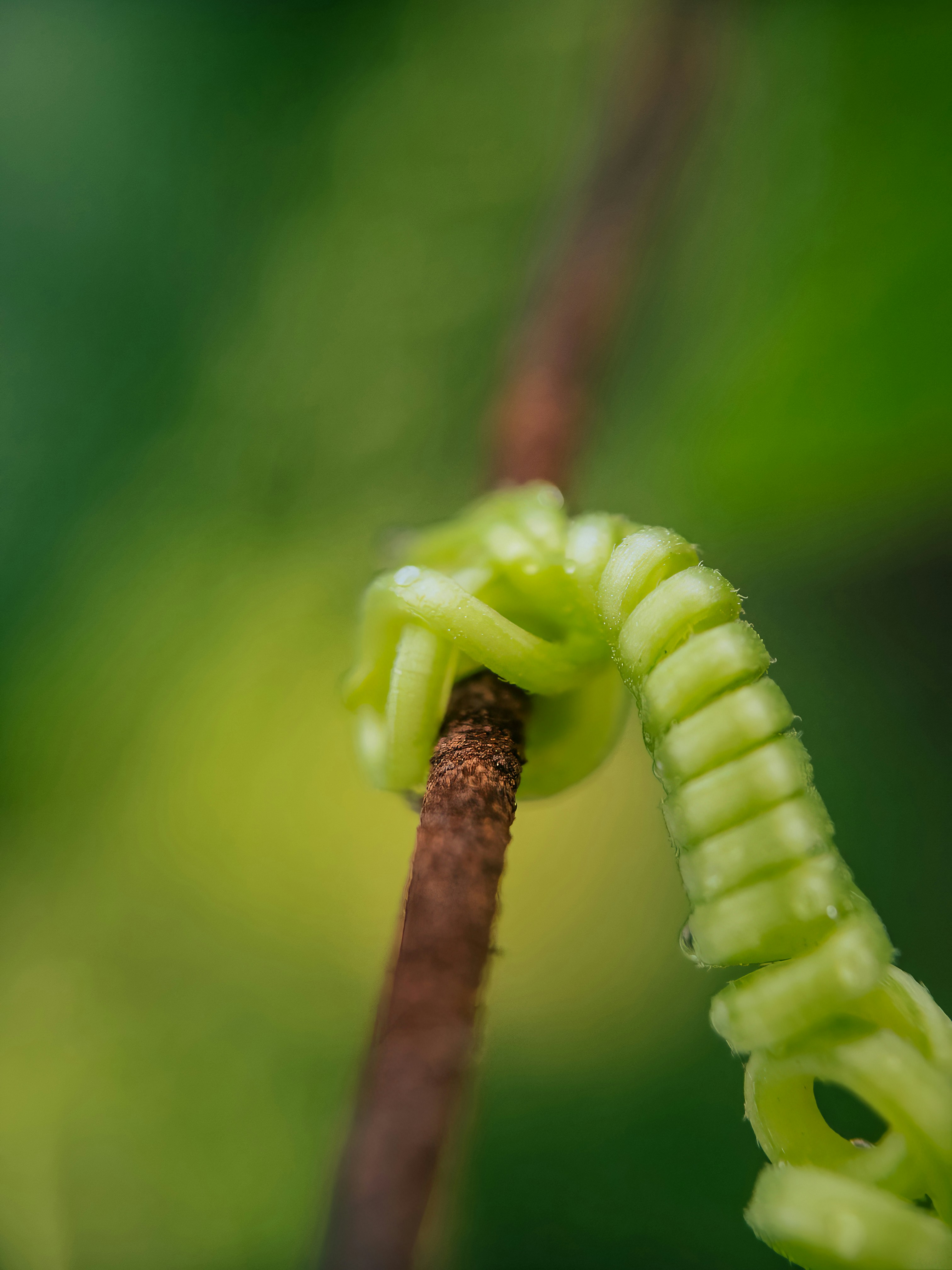 Eine Pflanzenranke schlängelte sich um einen Stängel.