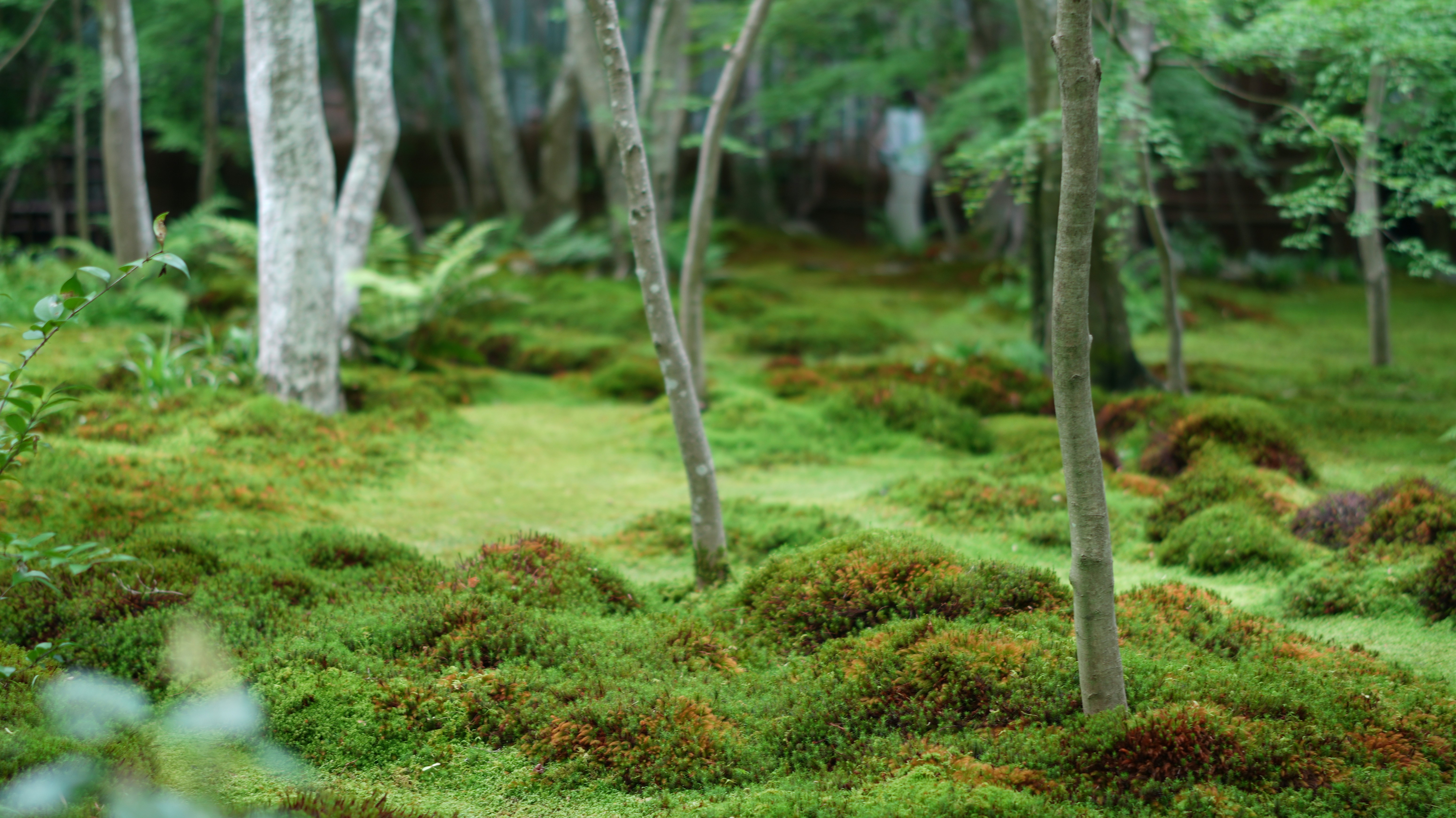 Mossy ground and trees create a serene forest scene.