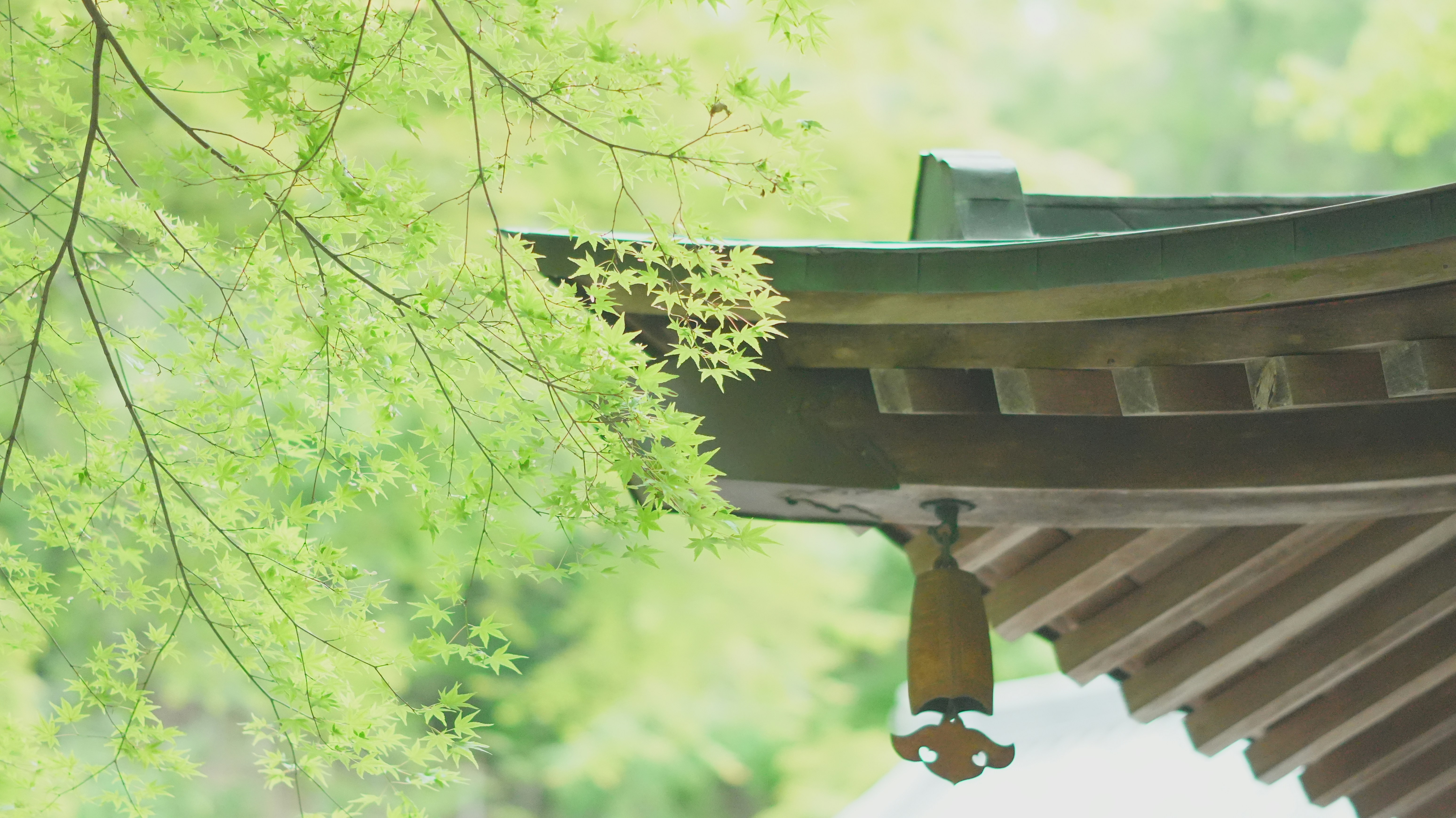 Green leaves frame a traditional japanese temple.
