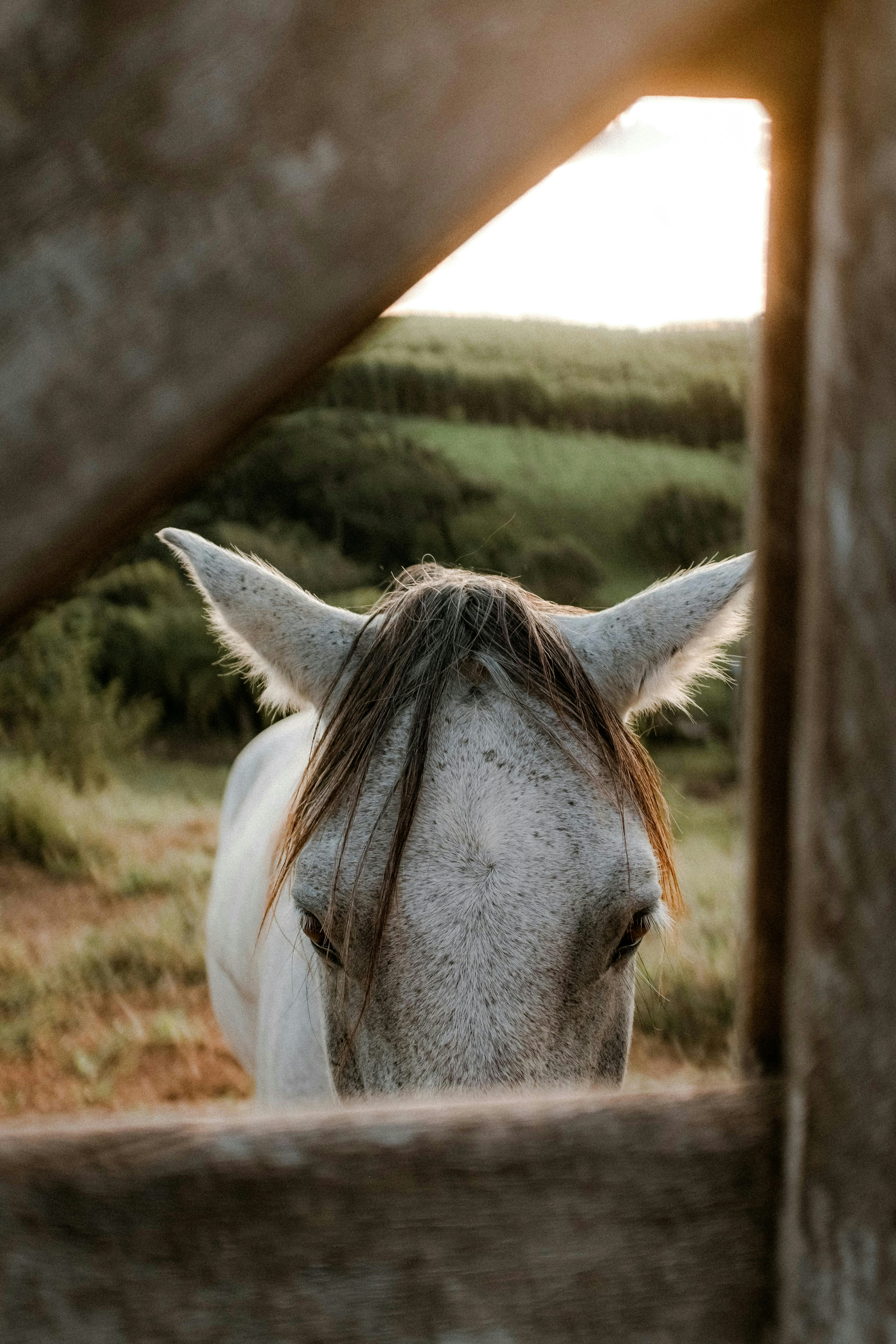 A white horse peeks through the gate.