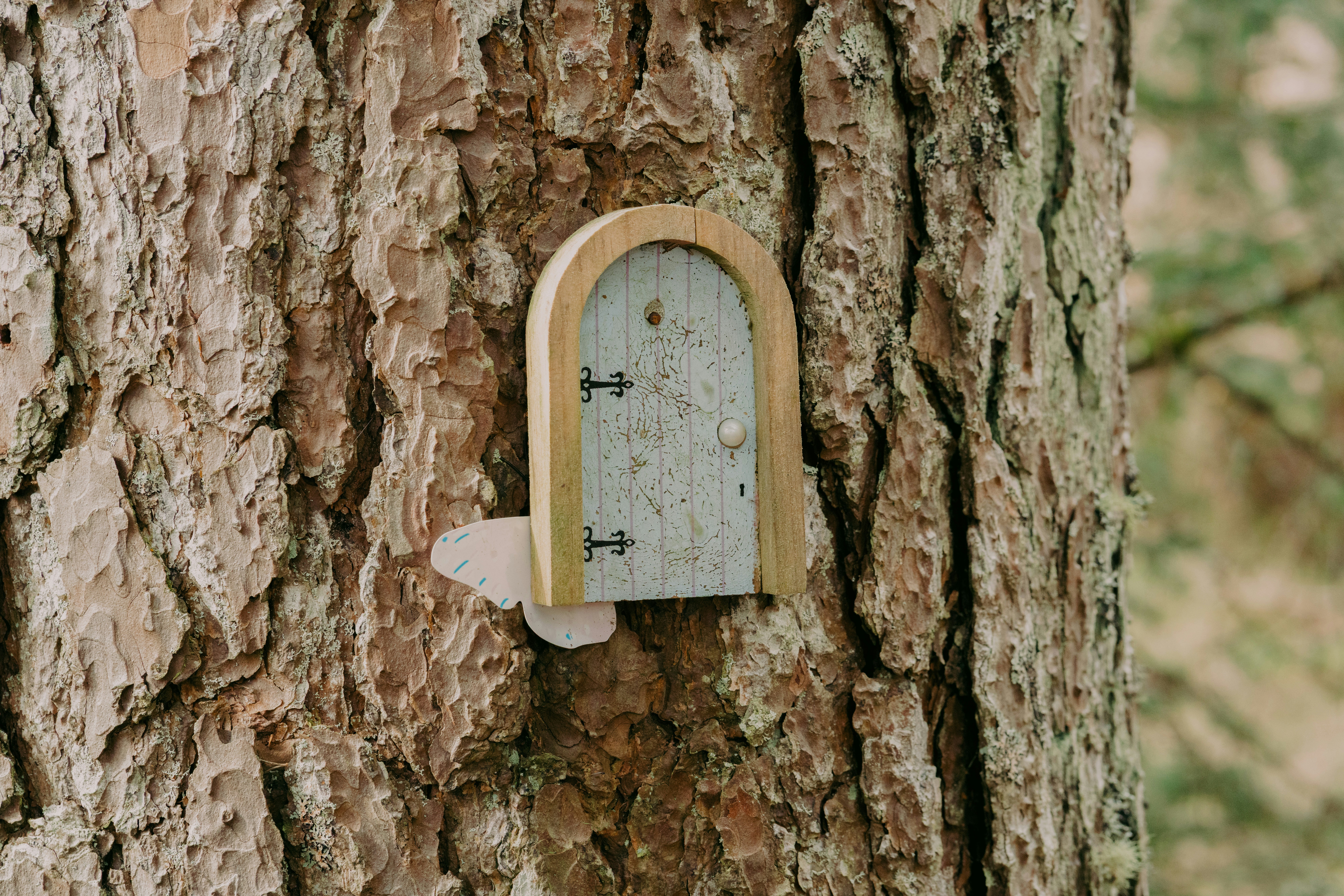A tiny door is attached to a tree.