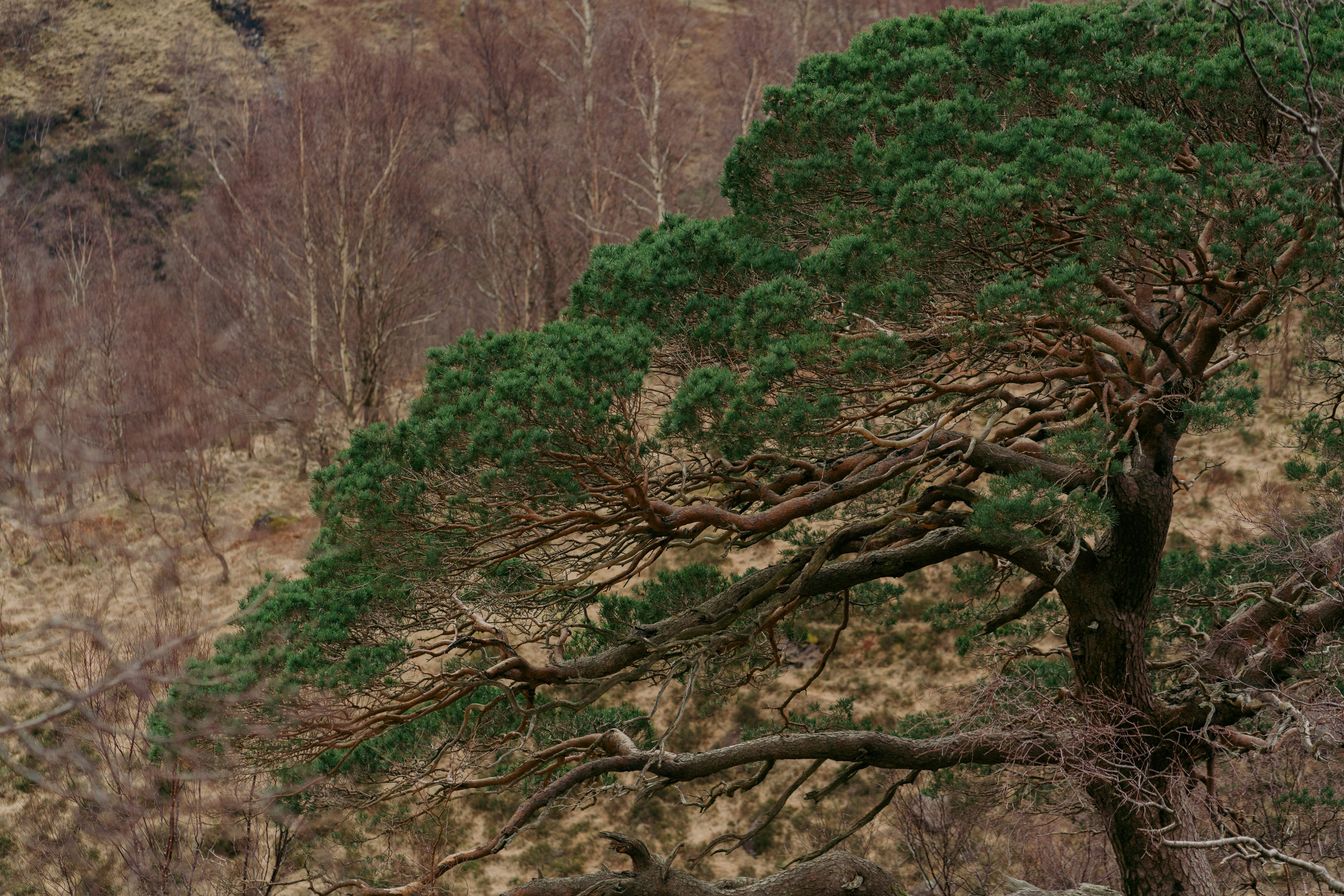 A tree stands tall in a natural landscape.