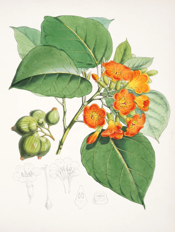 orange pepper branch