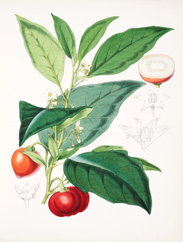 red pepper branch