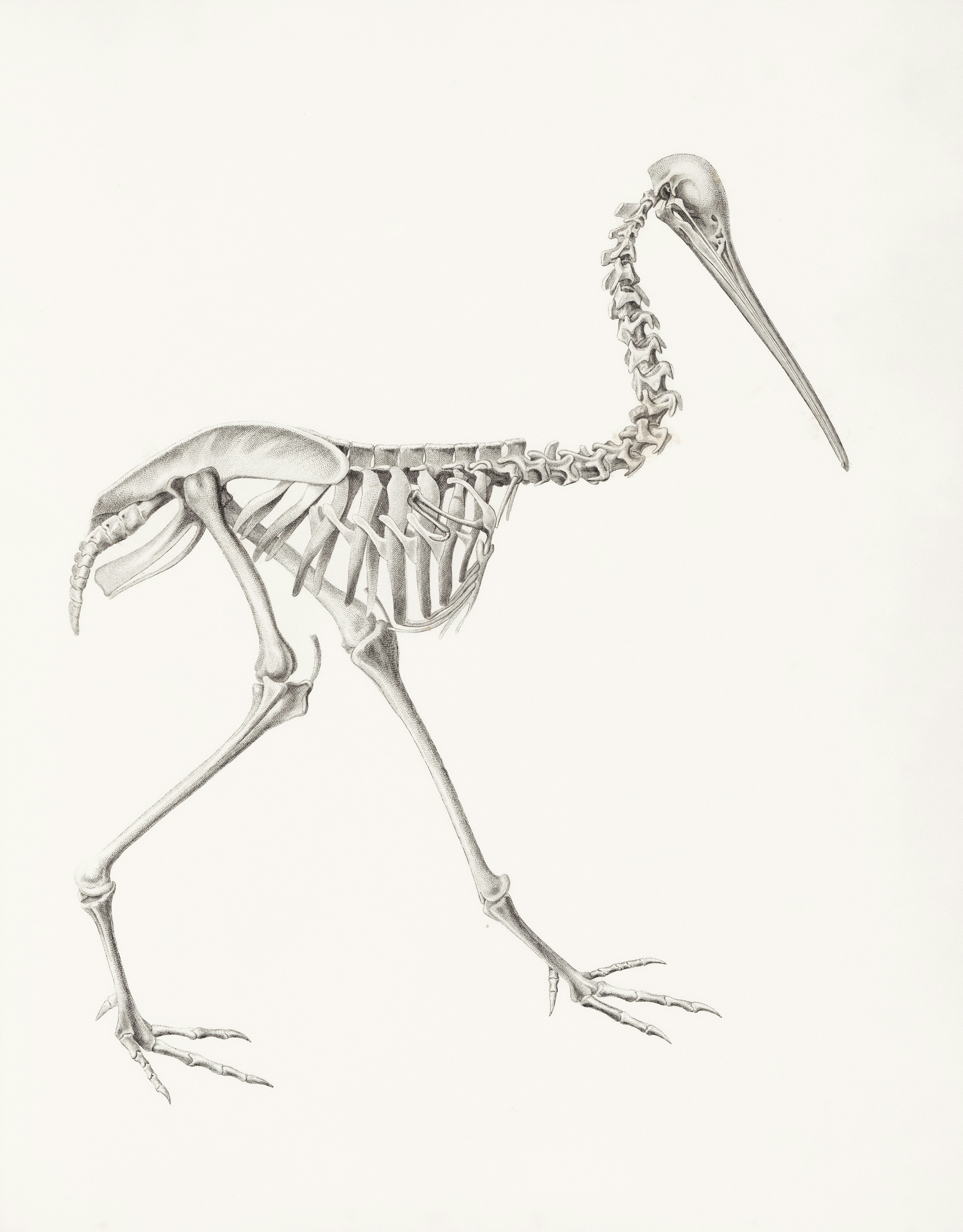 Squelette d’un oiseau échassier avec un long bec.