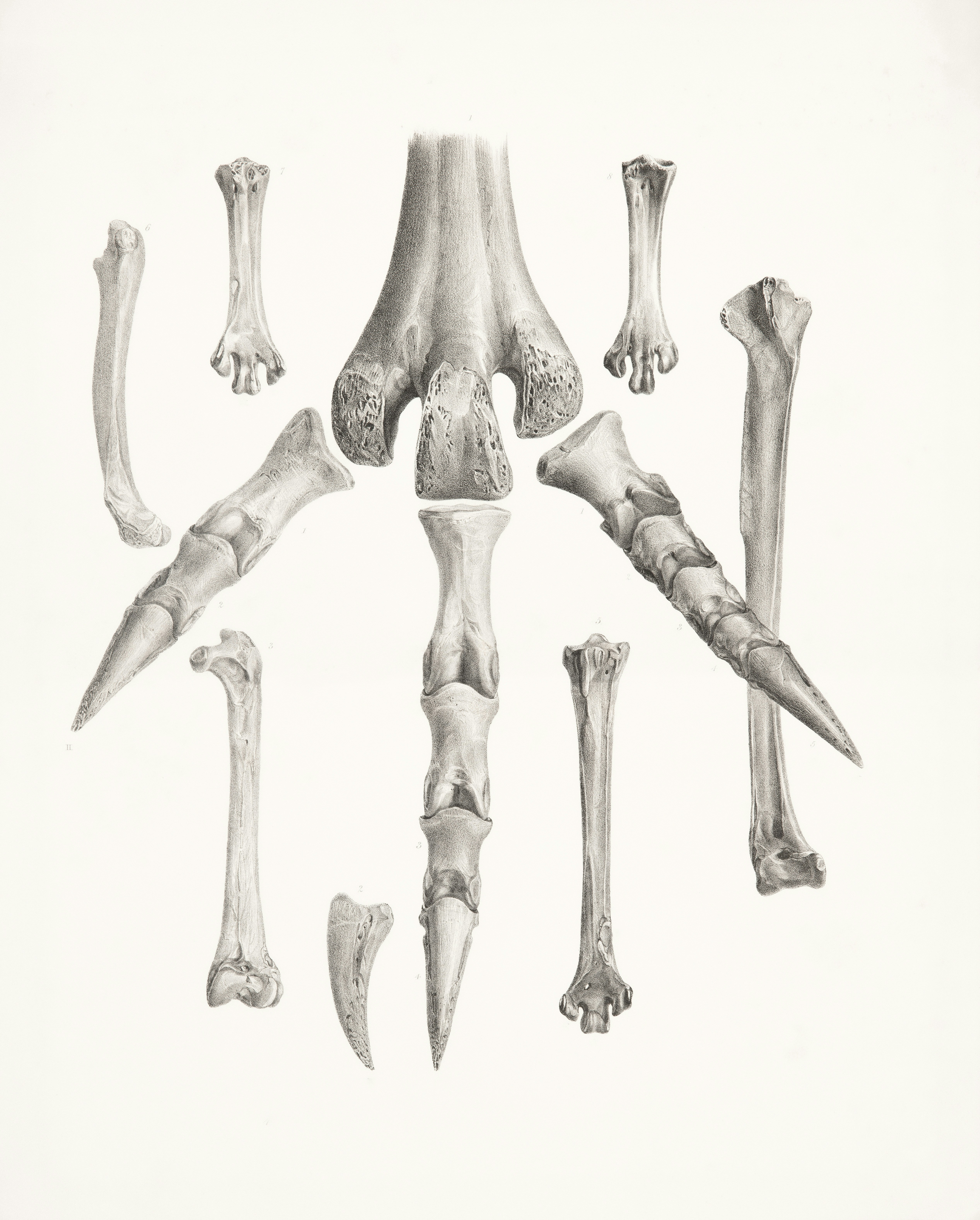 Griffes et fragments d’os fossilisés de dinosaure