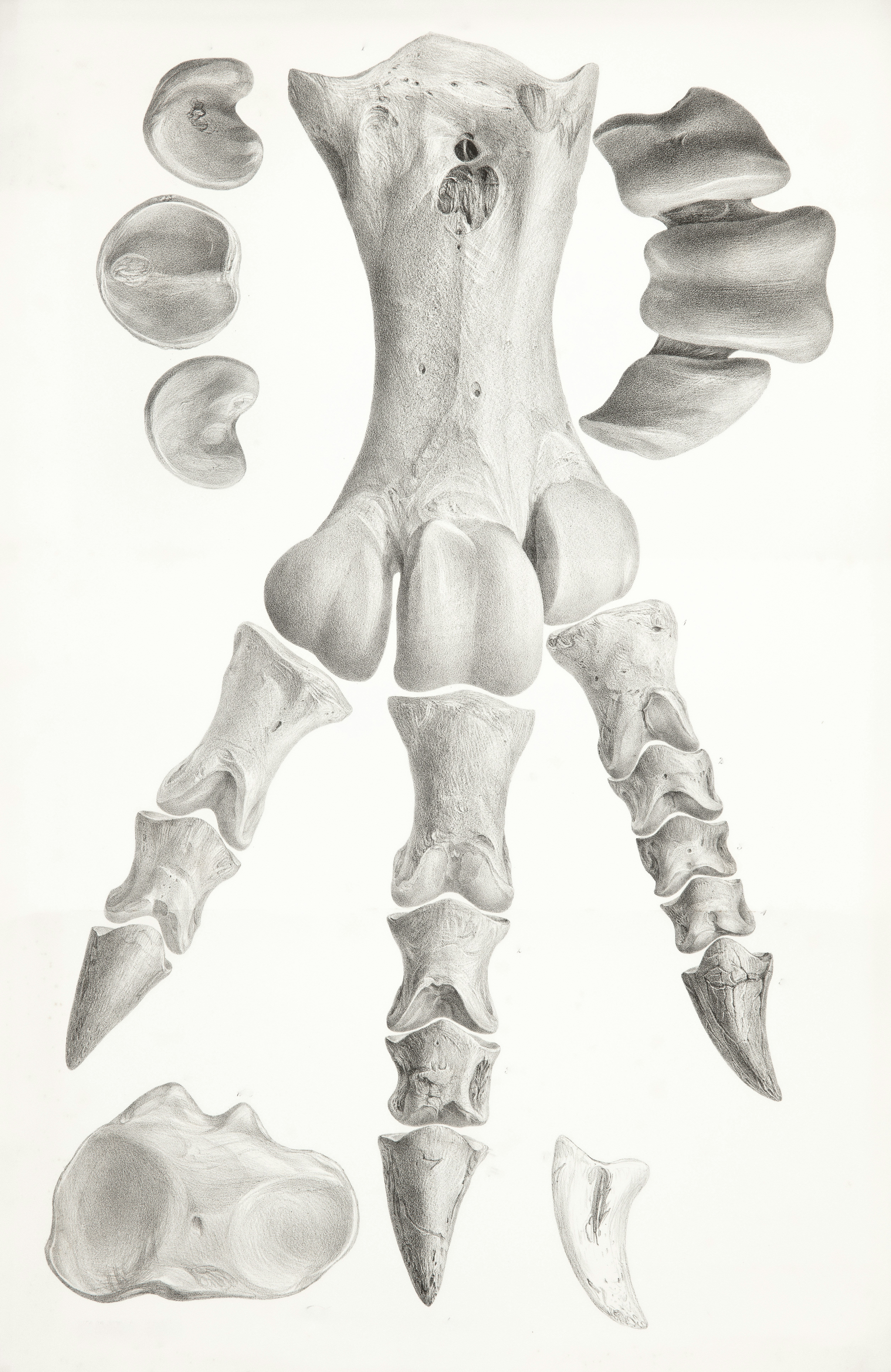 Os découlés d’un pied et d’un tarse de dinosaure