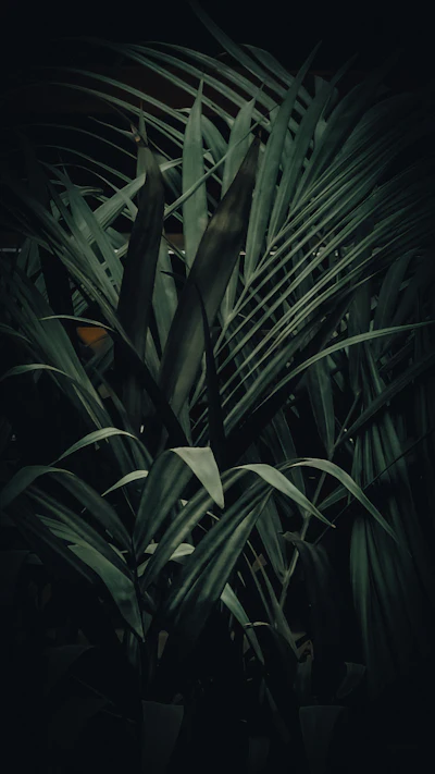Feuillage tropical
